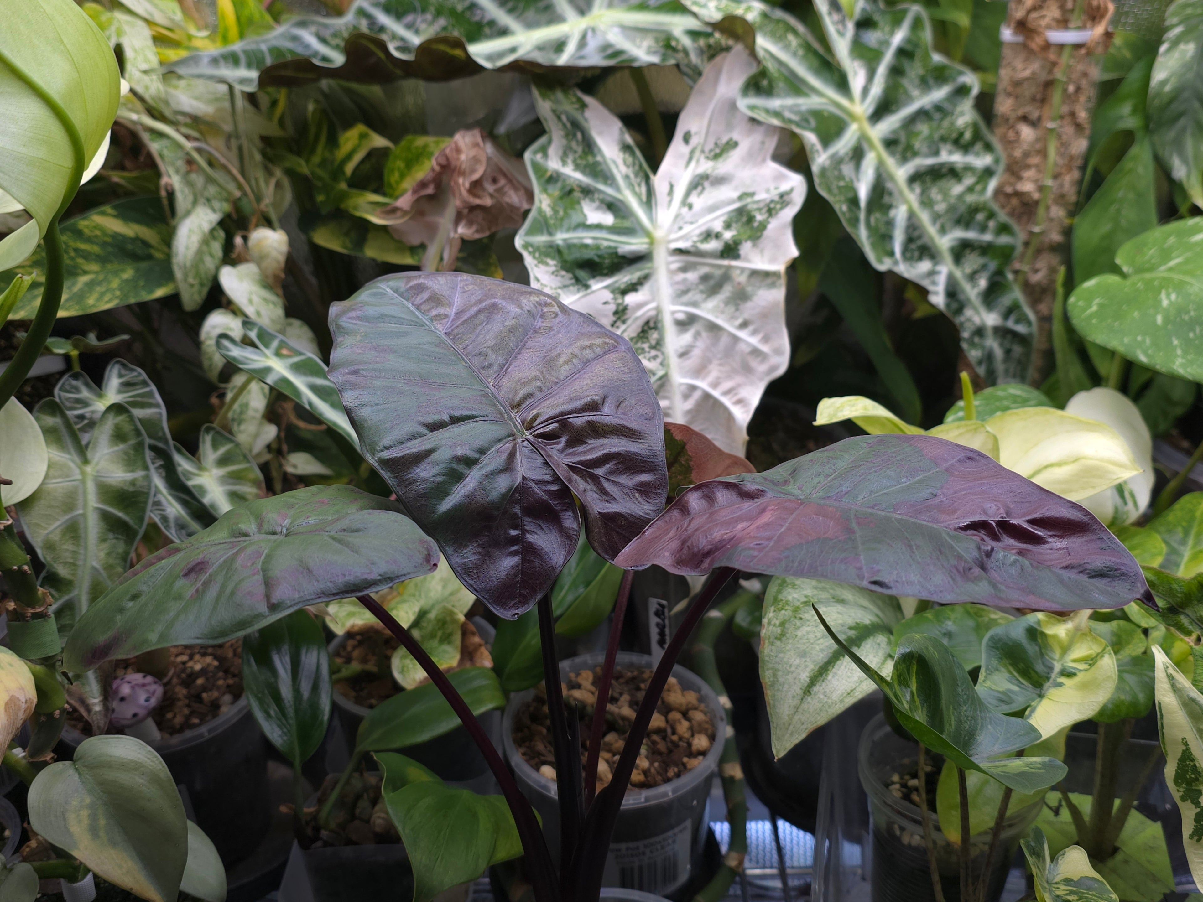 Rare Plants