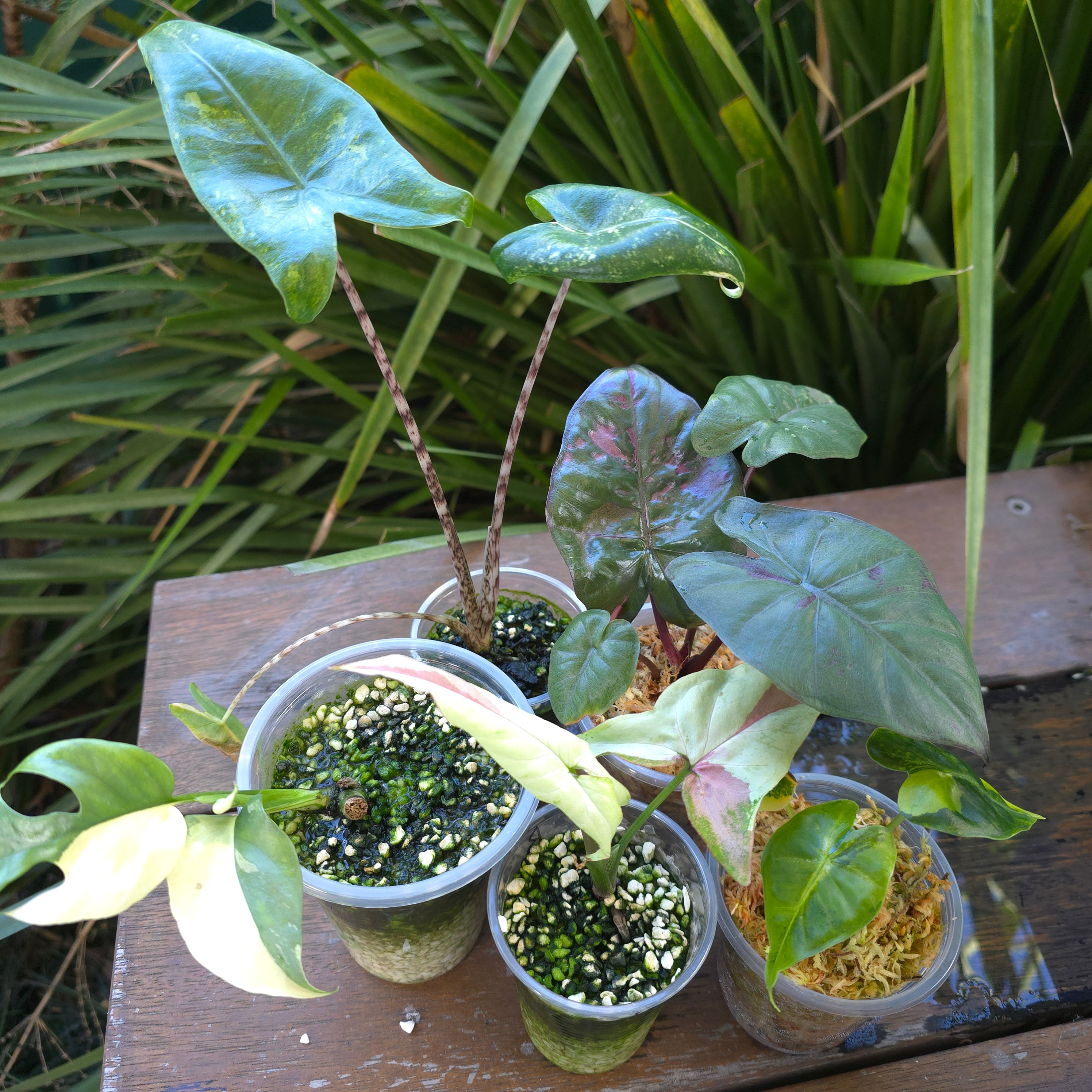 🔥PLANTS ON SALE🔥