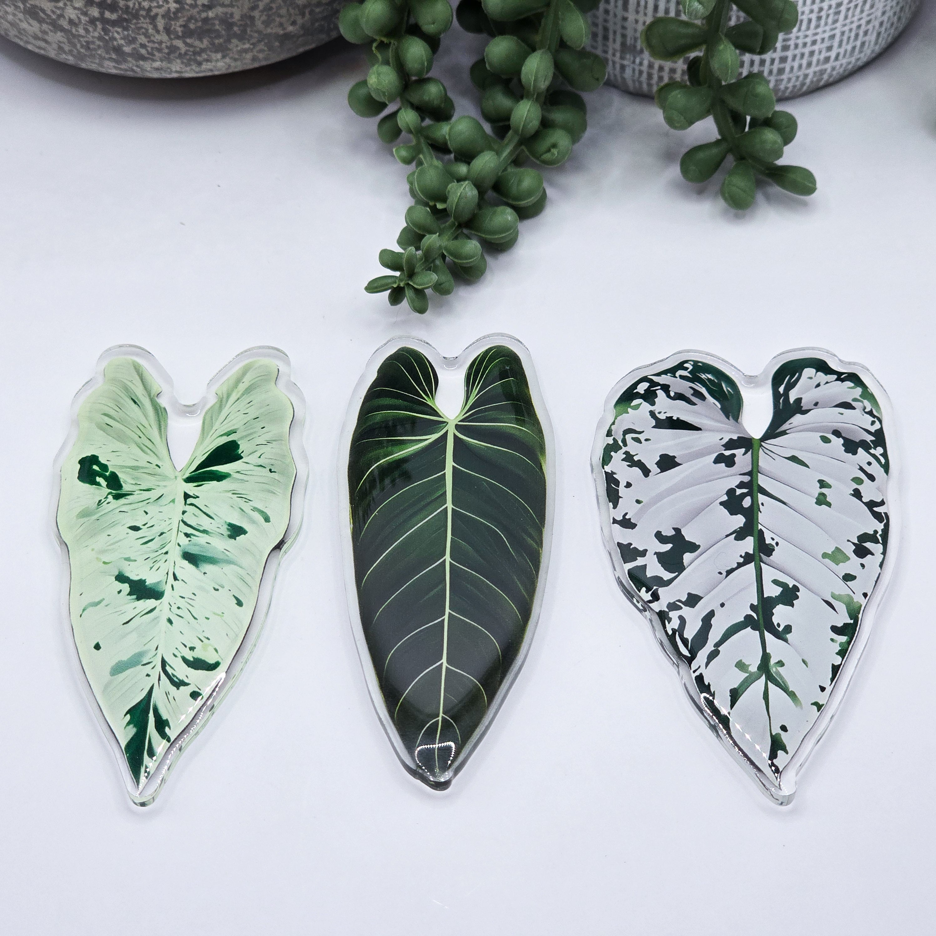 Philodendron Products