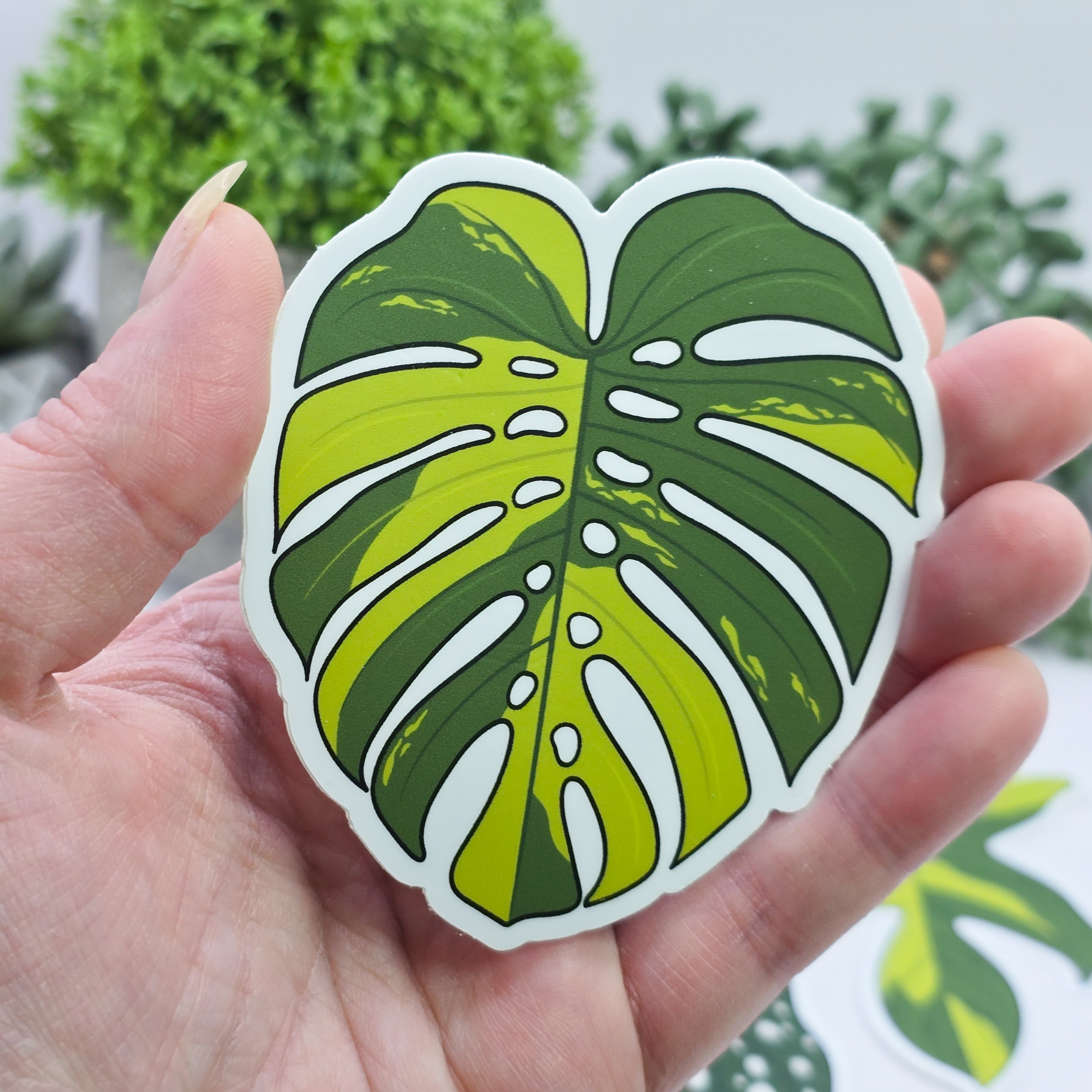 Monstera Products