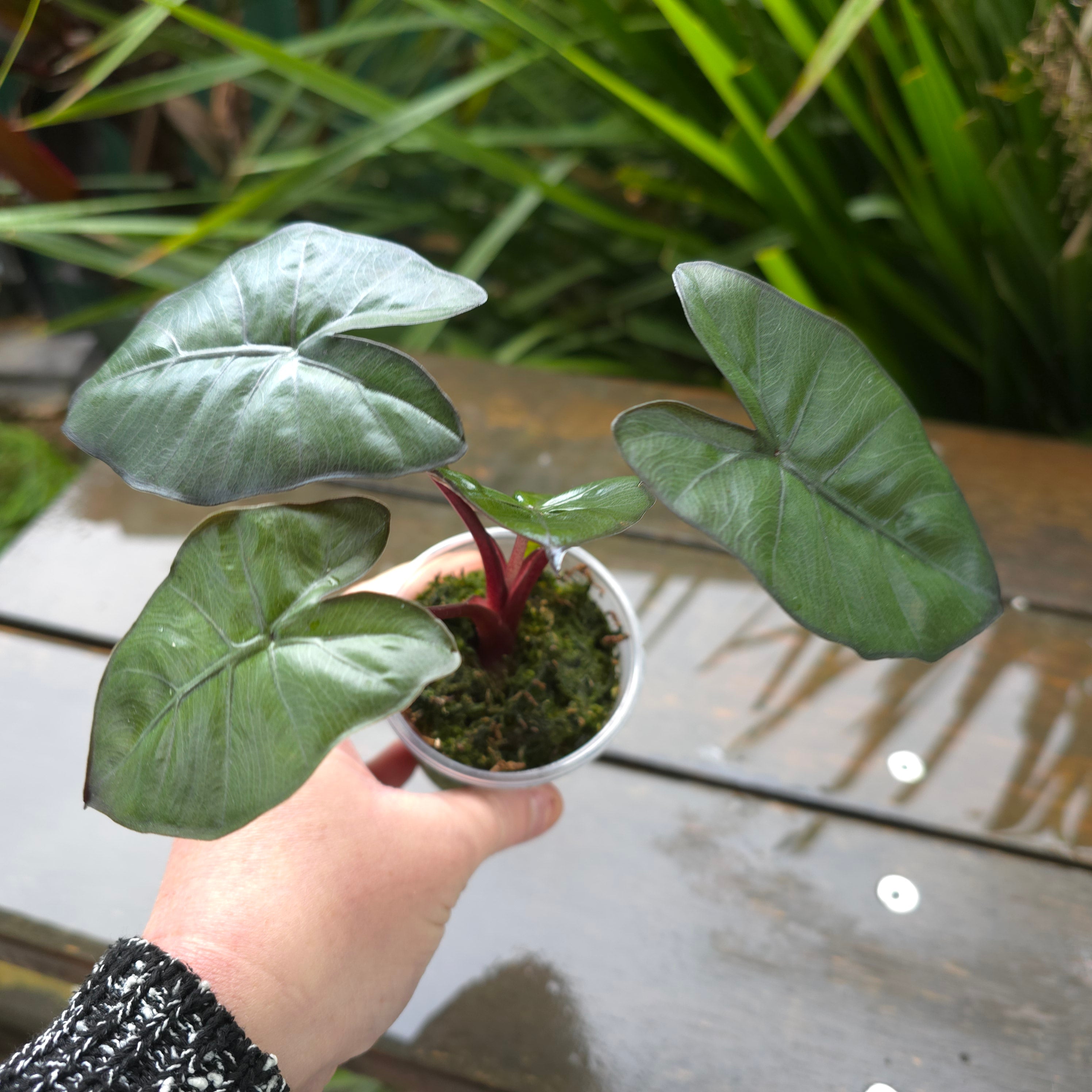 Rizoma Di Alocasia Yucatan Princess Variegata – Pianta Da Interno, Colori Vivaci - Foto 3