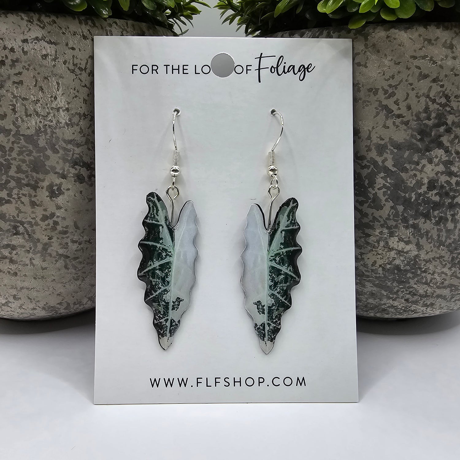 Alocasia Amazonica Variegated Houseplant Earrings With Stirling silver hooks