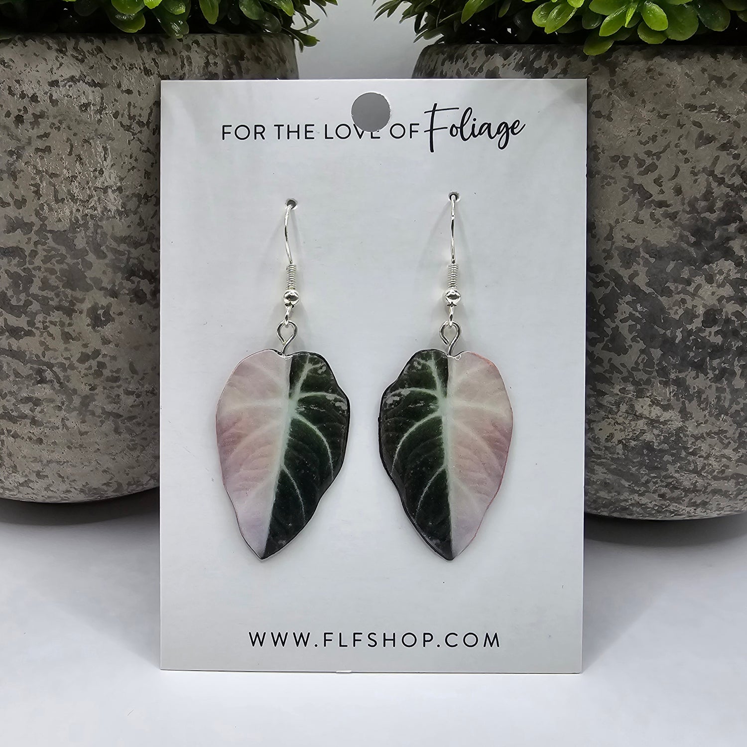 Alocasia Regina Black Velvet Variegated houseplant Earrings With Stirling silver hooks