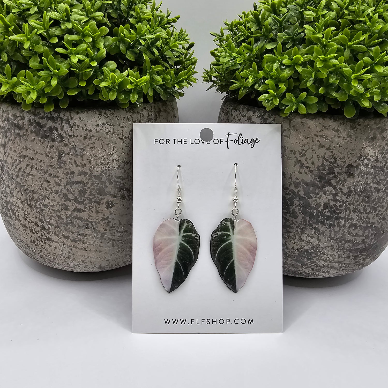 Alocasia Regina Black Velvet Variegated houseplant Earrings With Stirling silver hooks