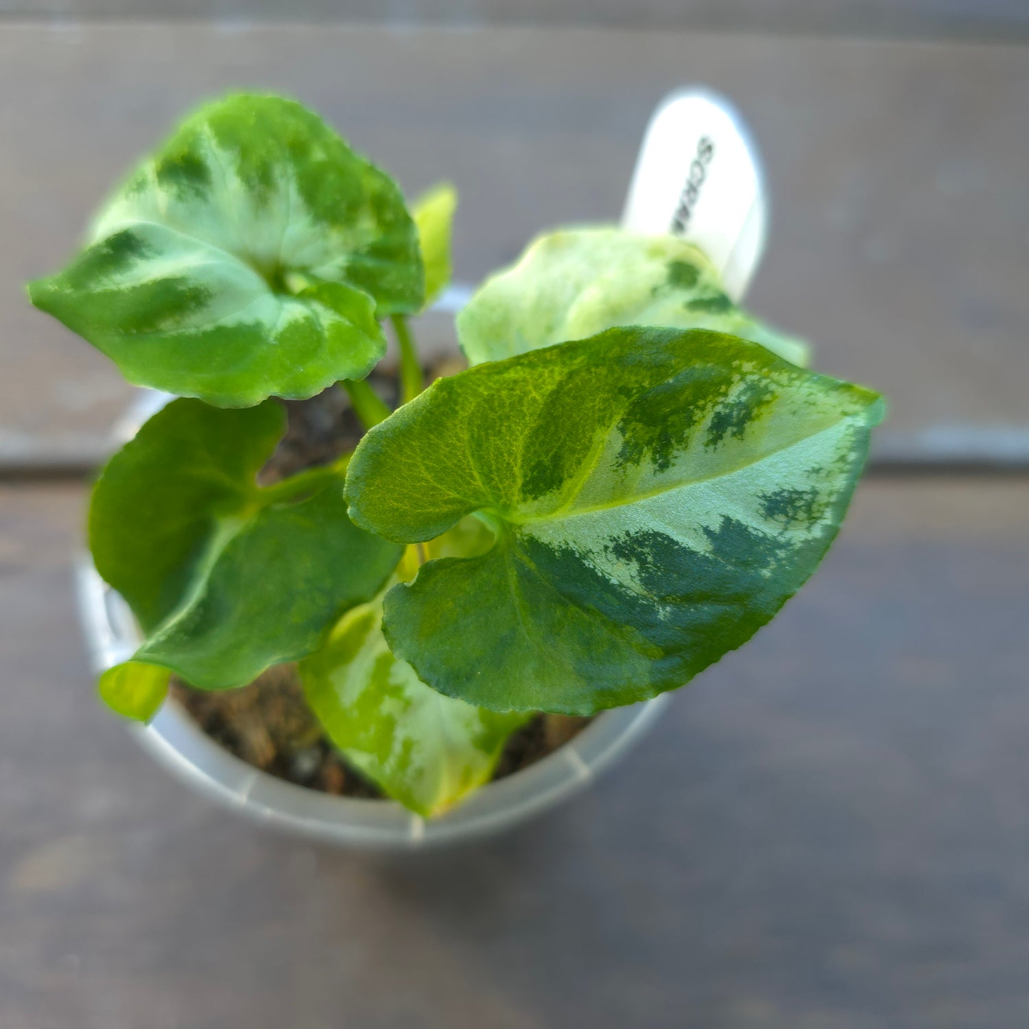 🌿Super Rare🌿 Syngonium Scrambled Eggs established small Plant Non Tc