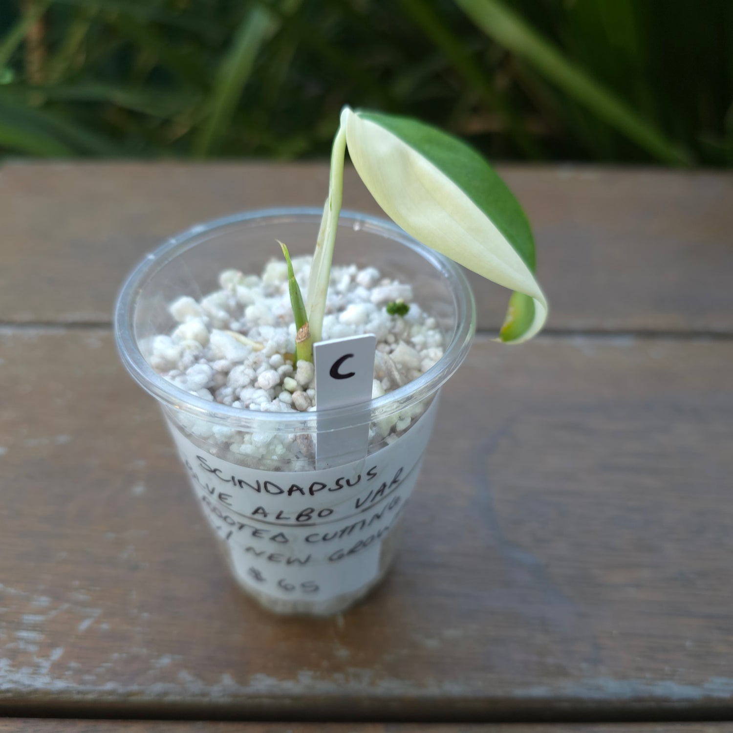 Rare Scindapsus Blue Albo Variegated Little plant (C) non tc