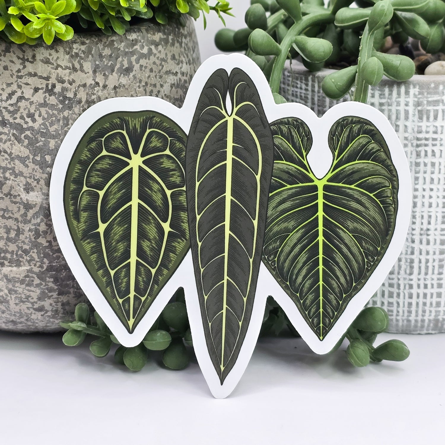 Anthurium Trio Houseplant 9.5cm WHITE Vinyl Sticker