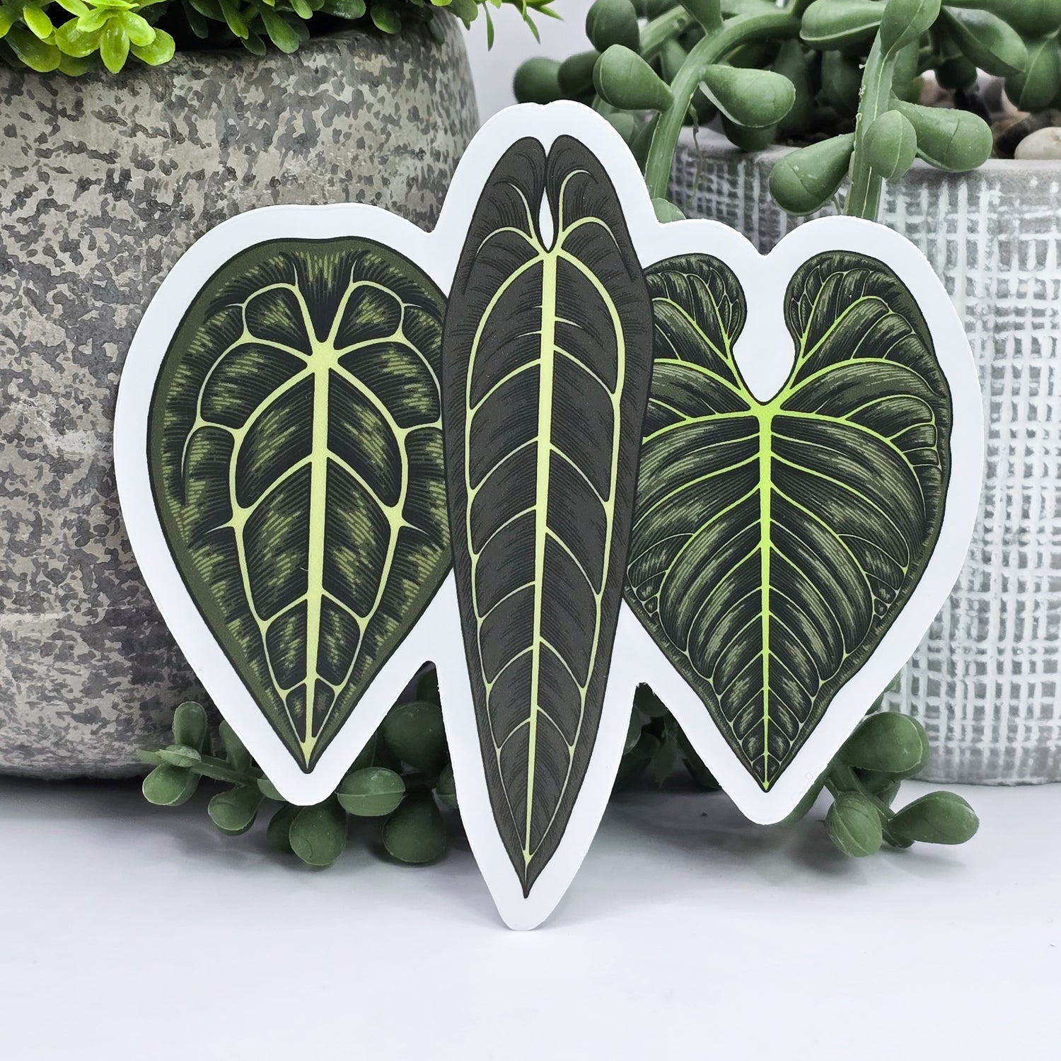 Anthurium Trio Houseplant 9.5cm WHITE Vinyl Sticker