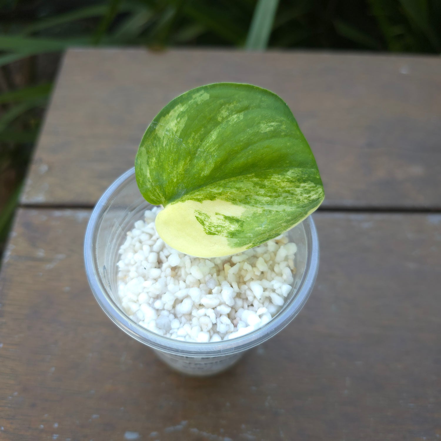 Rare Scindapsus Jade Satin Aurea variegated established rooted cutting non tc (C)