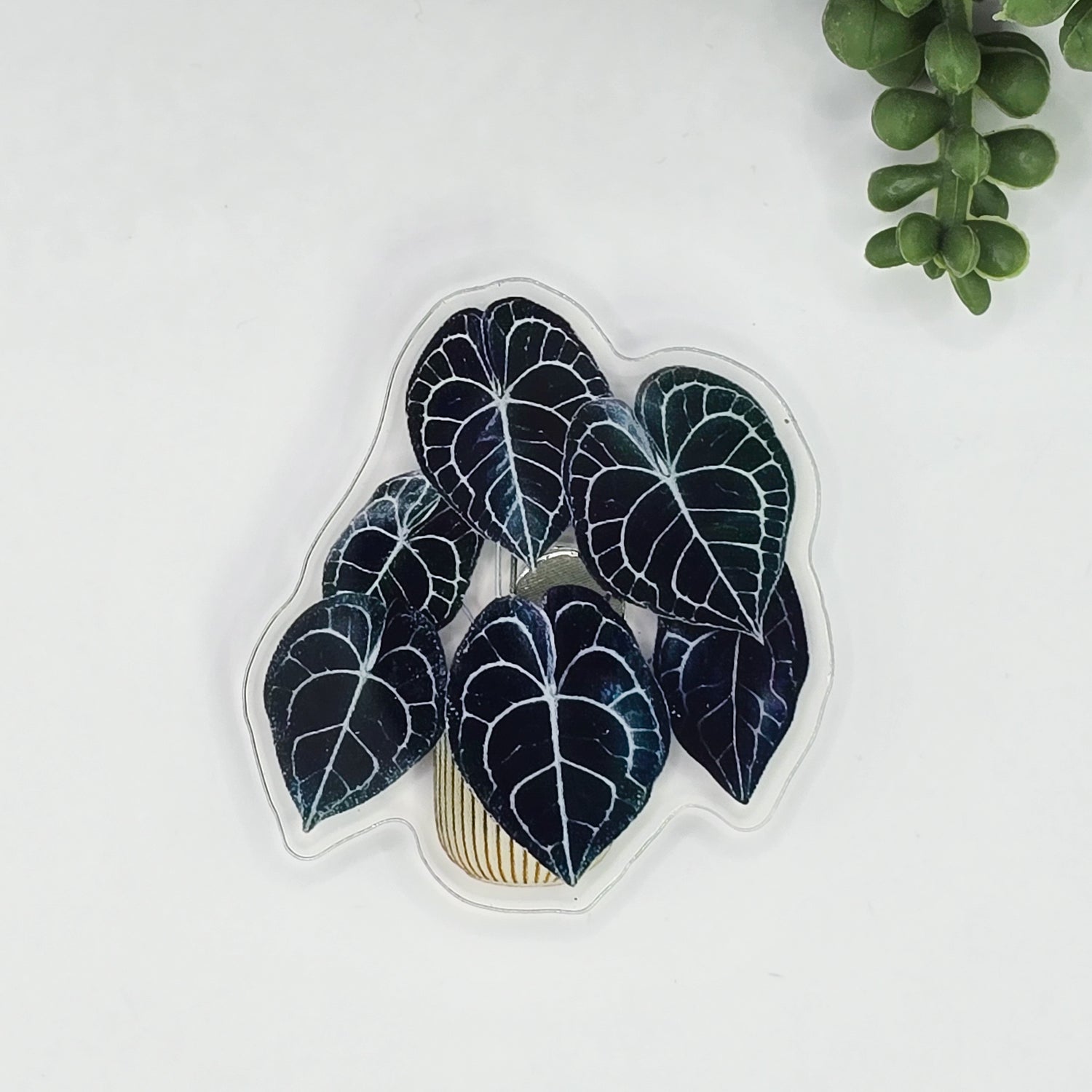 Rare Anthurium potted houseplant fridge magnet