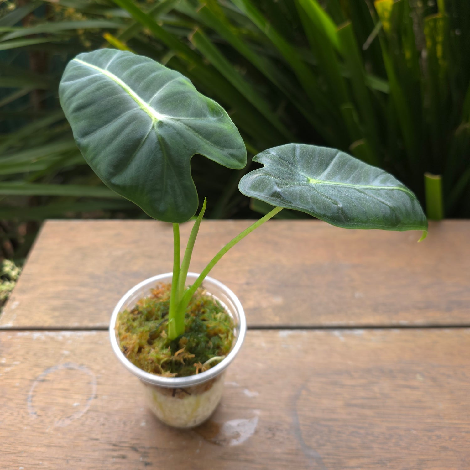 Rare Alocasia Frydek Albo variegated - REVERTED - No variegation (A)