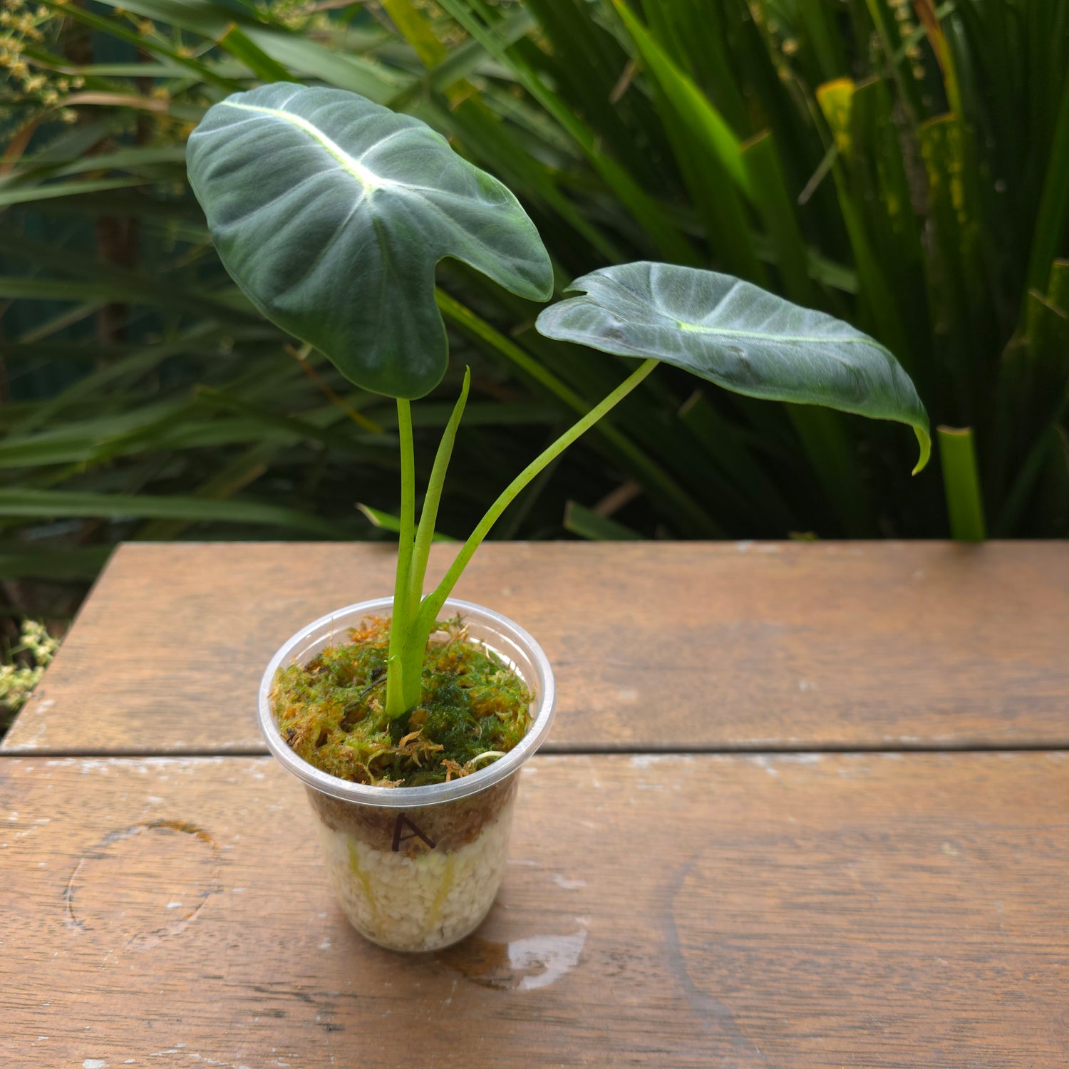 Rare Alocasia Frydek Albo variegated - REVERTED - No variegation (A)