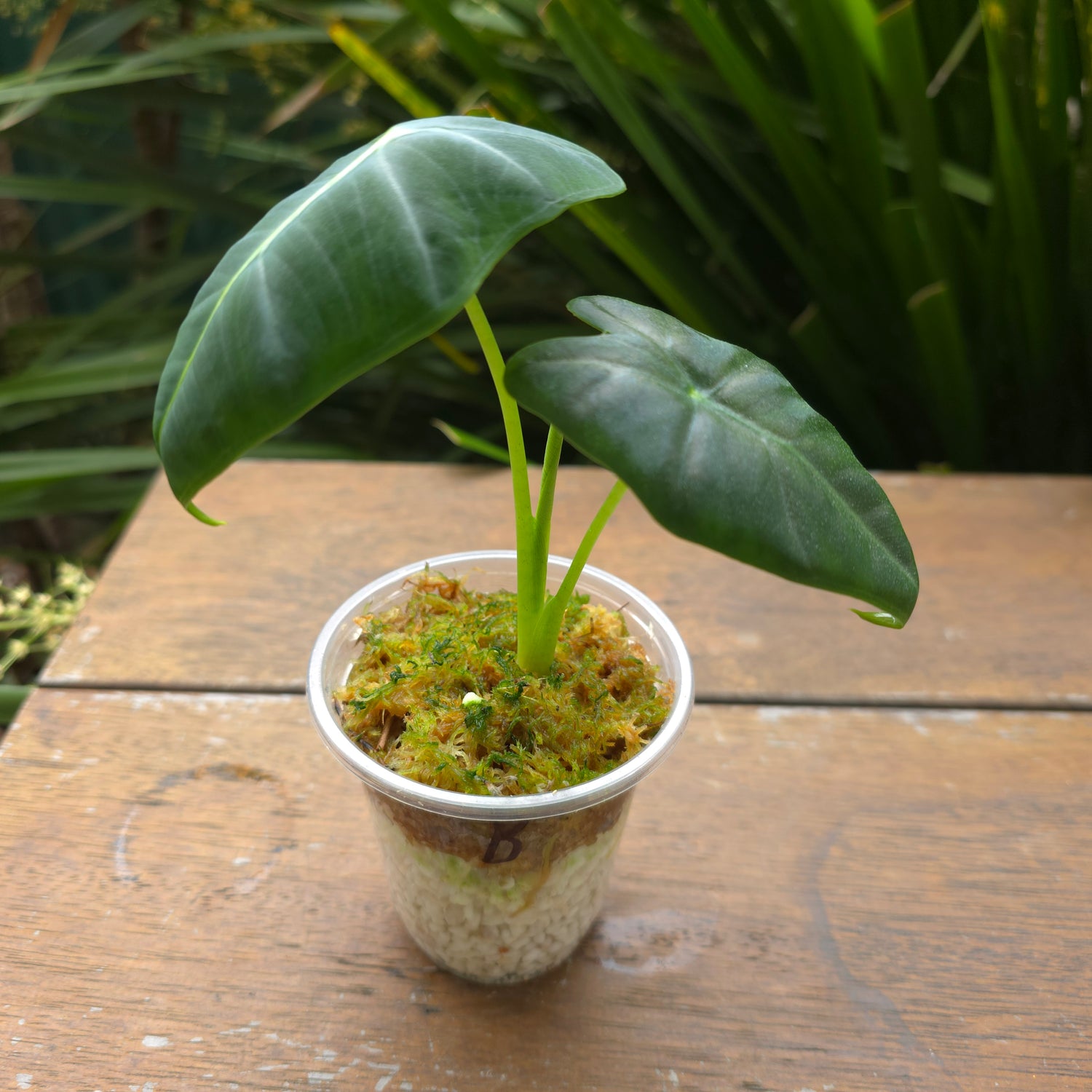 Rare Alocasia Frydek Albo variegated - REVERTED - No variegation (B)