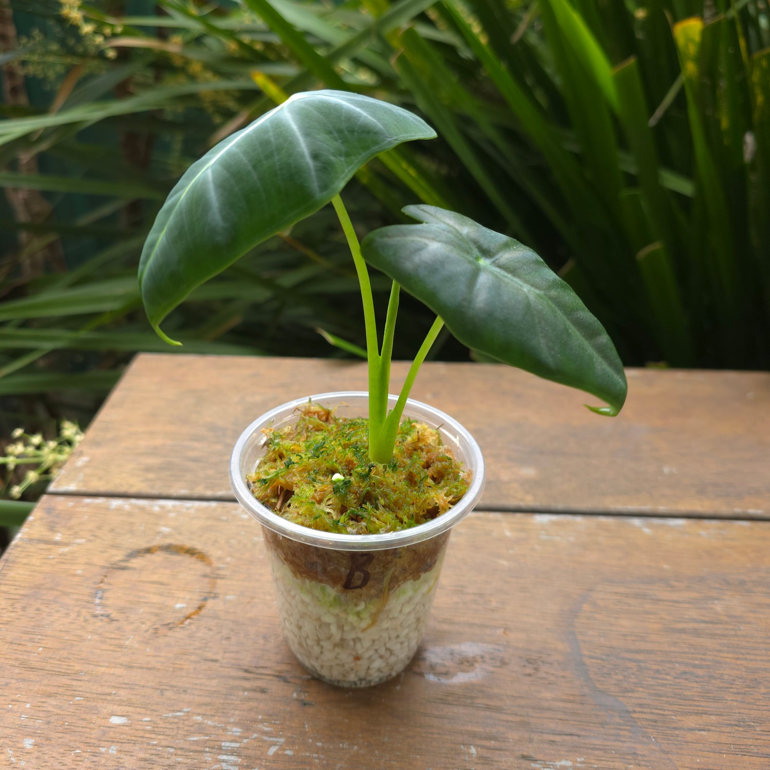 Rare Alocasia Frydek Albo variegated - REVERTED - No variegation (B)