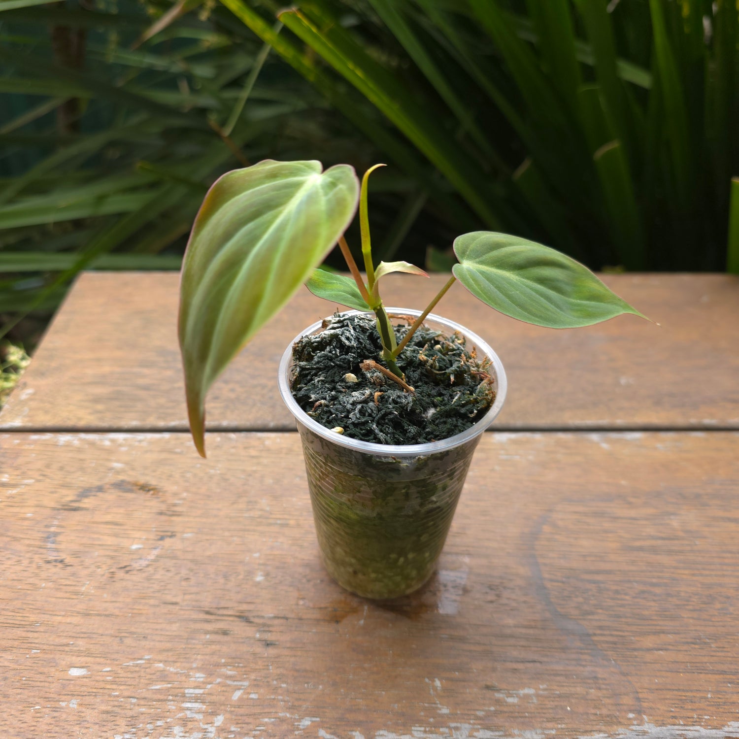 Rare Philodendron Micans REVERTED non variegated (came out full green)