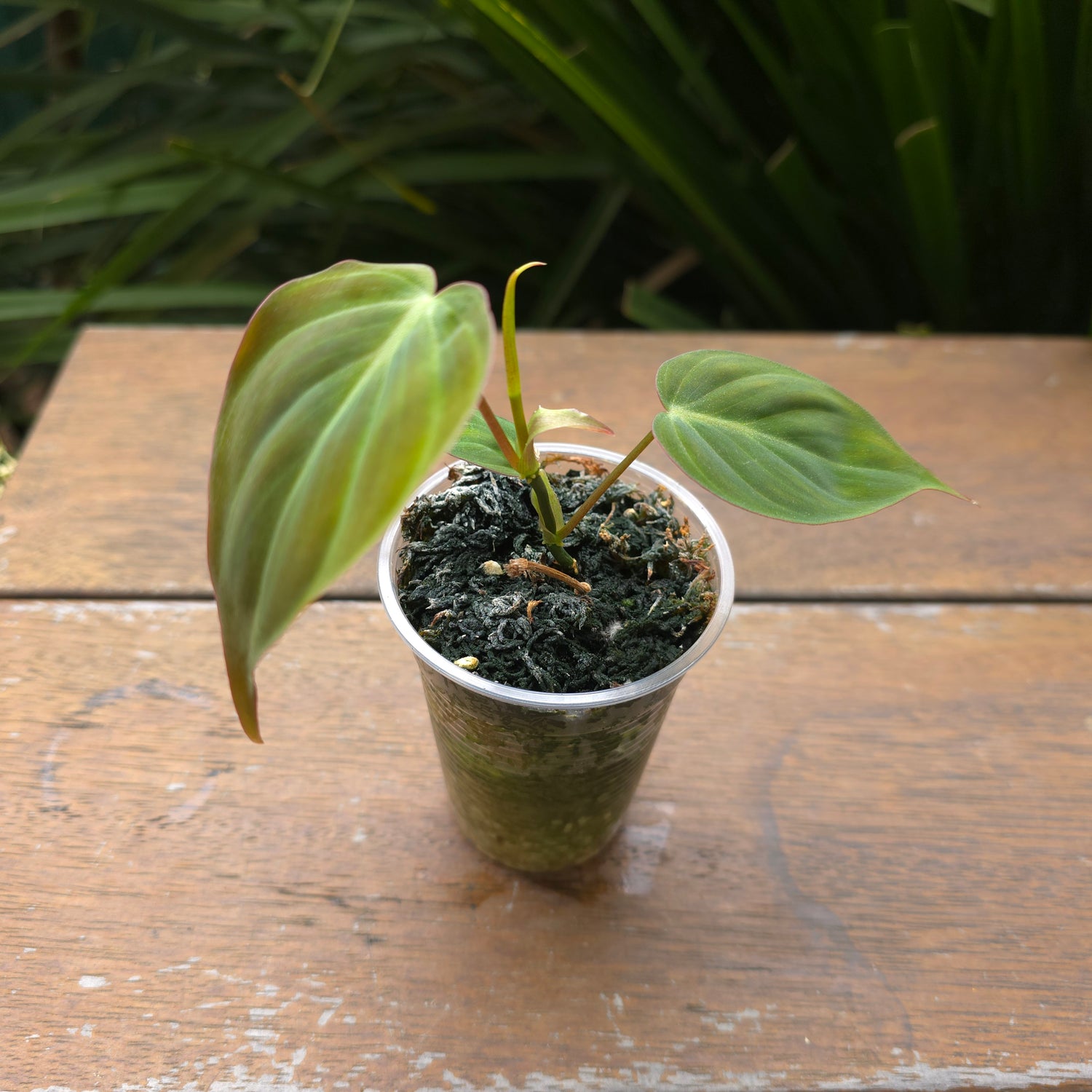 Rare Philodendron Micans REVERTED non variegated (came out full green)