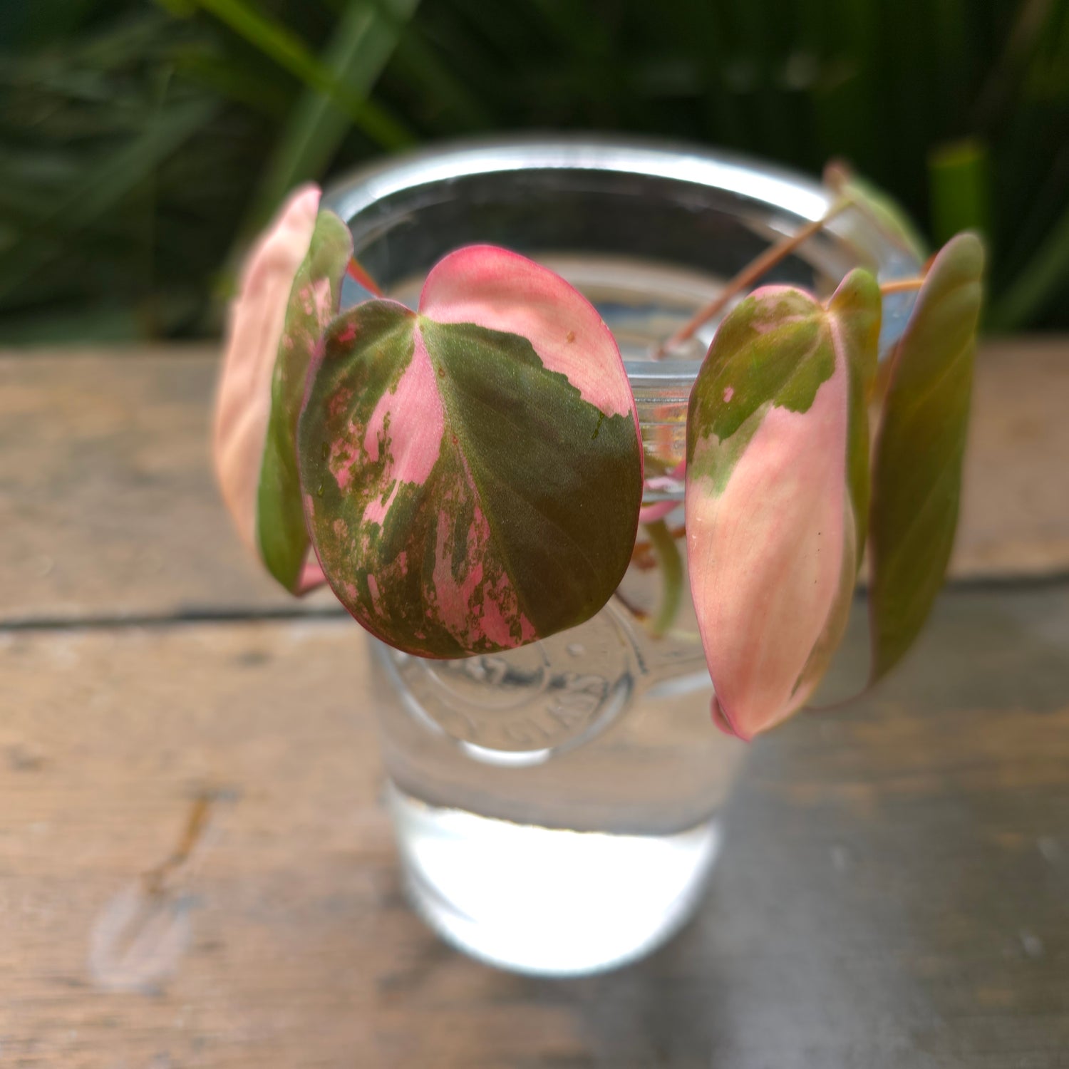 🌿5x Avail🌿 Rare Philodendron Micans Variegated SEMI ROOTED cuttings