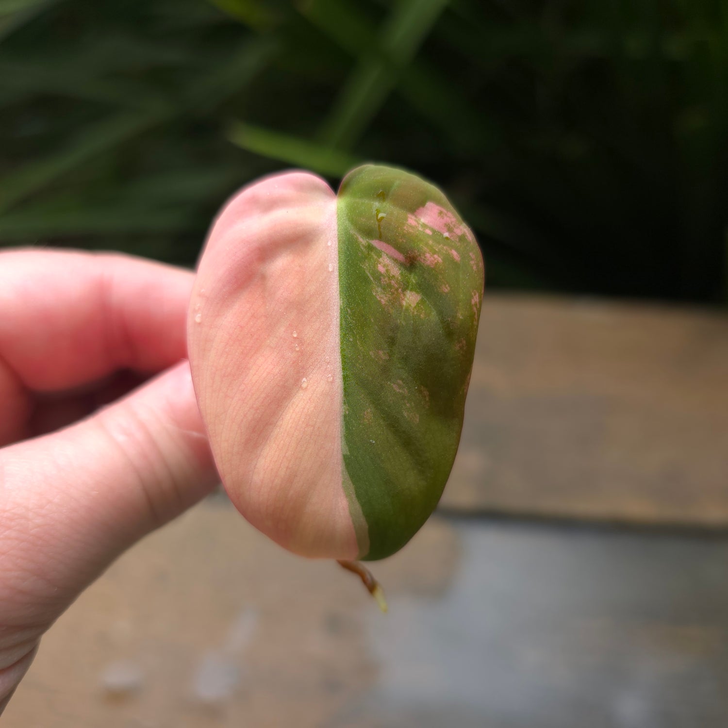 🌿5x Avail🌿 Rare Philodendron Micans Variegated SEMI ROOTED cuttings