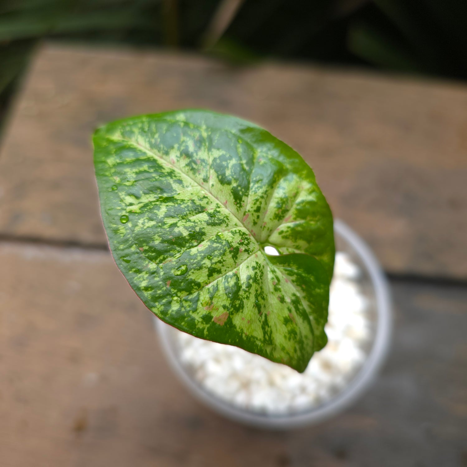 Rare Syngonium Confetti Tricolour established plant non tc (D)