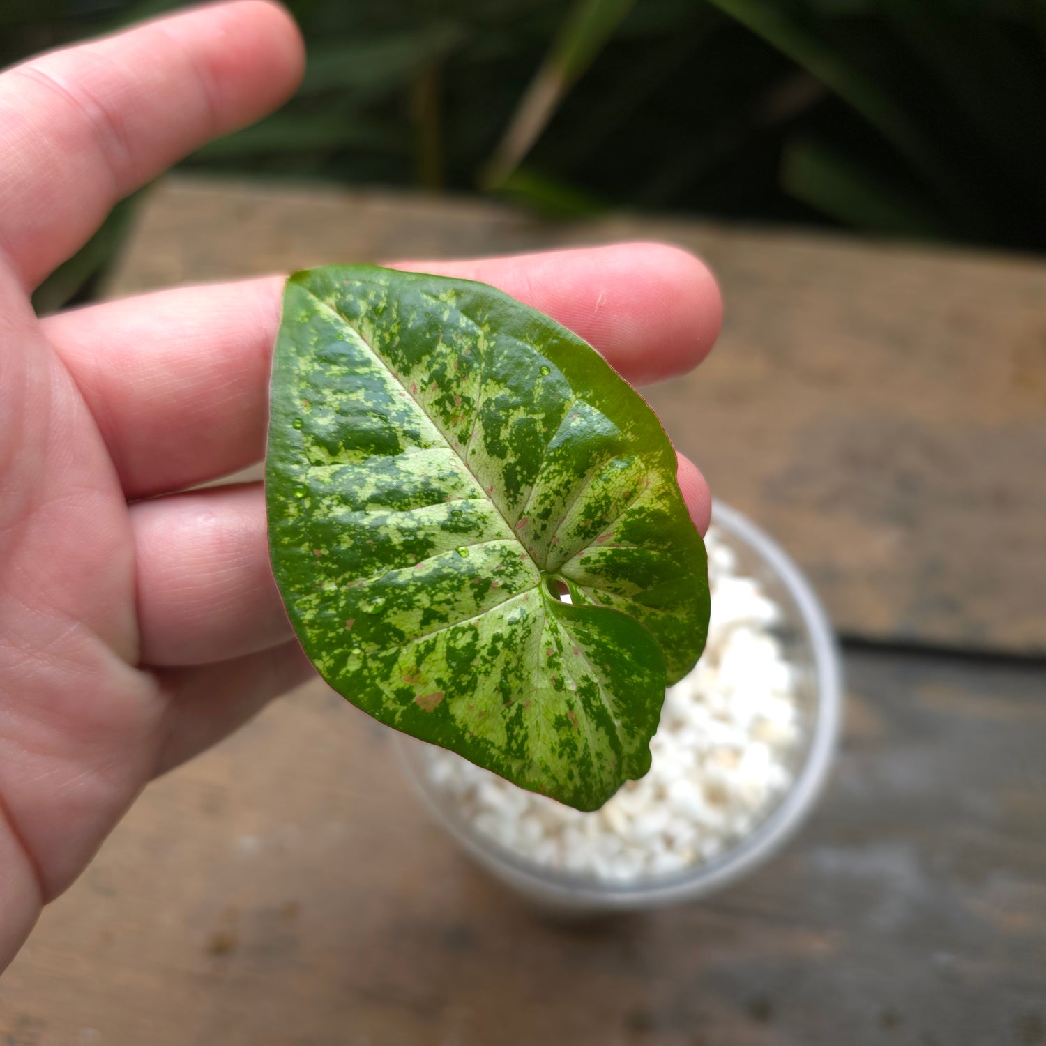 Rare Syngonium Confetti Tricolour established plant non tc (D)