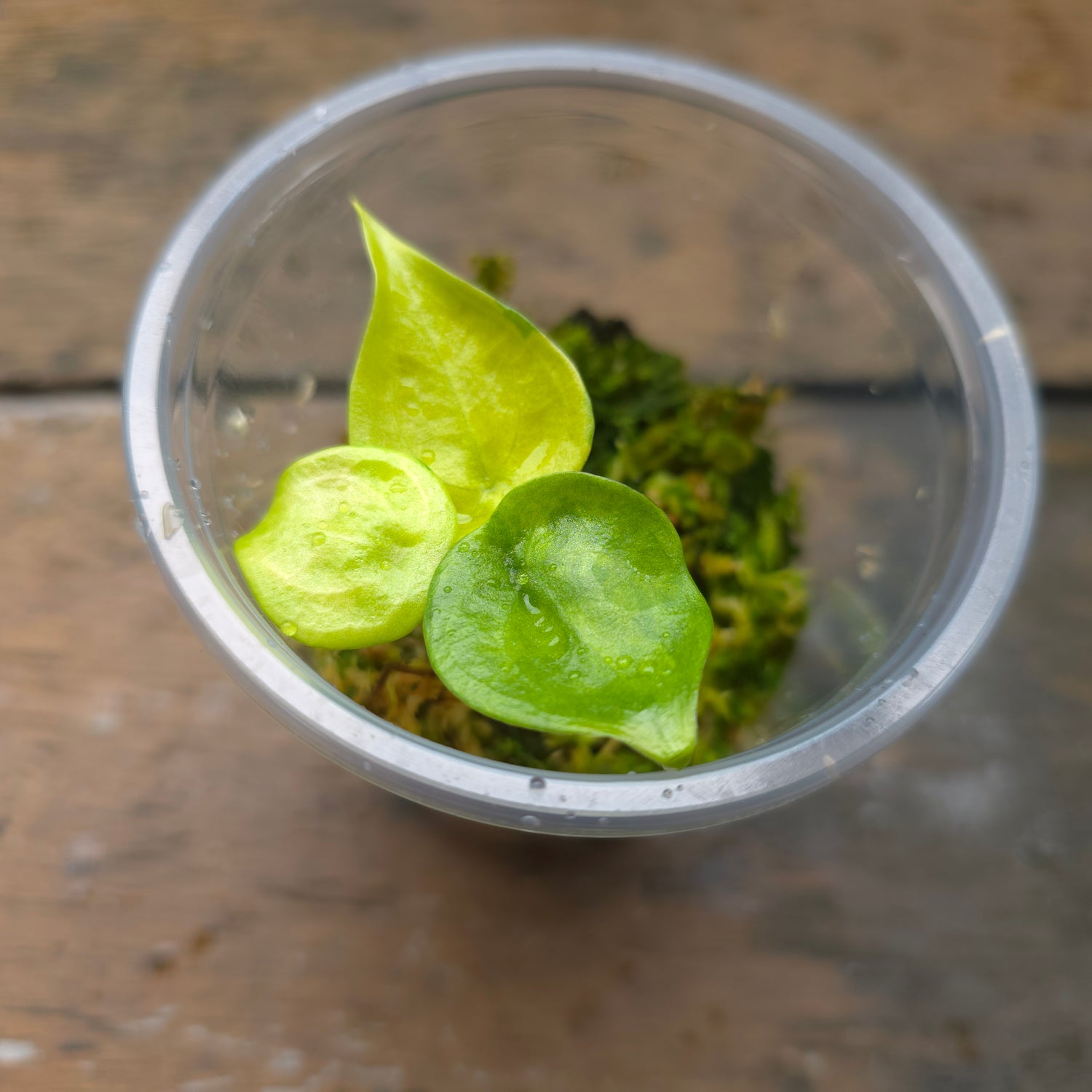 Rare Alocasia Cucullata Variegated banana split established baby plant