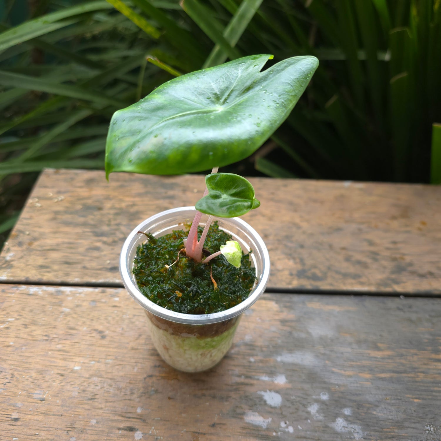 Alocasia Pink Dragon variegated established baby plant TC Plant (B)