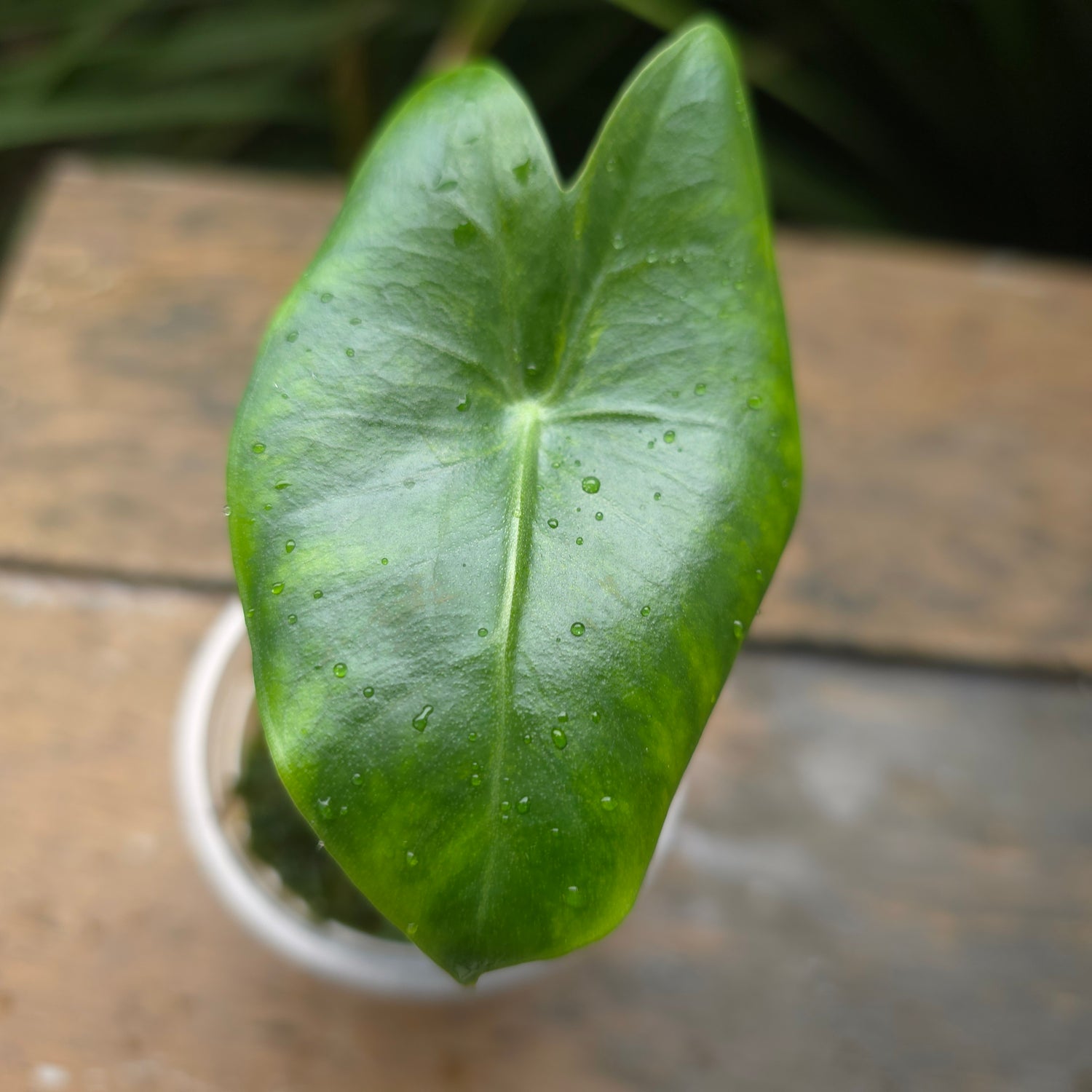 Alocasia Pink Dragon variegated established baby plant TC Plant (B)