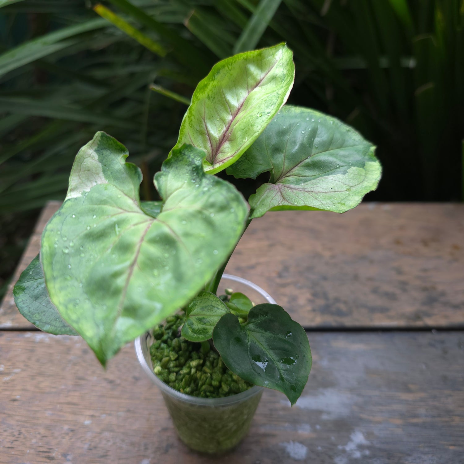 Rare Syngonium T24 established plant Non tc (A)