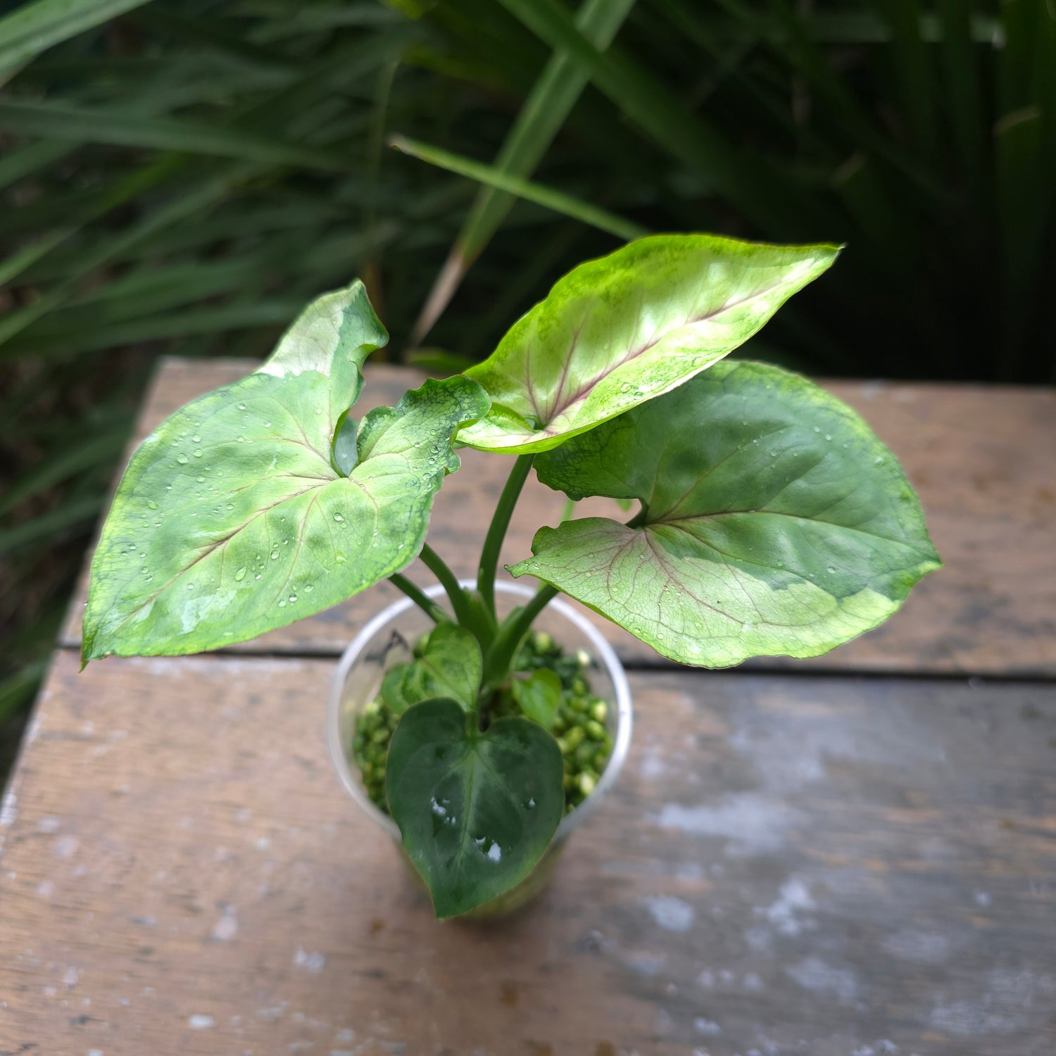 Rare Syngonium T24 established plant Non tc (A)