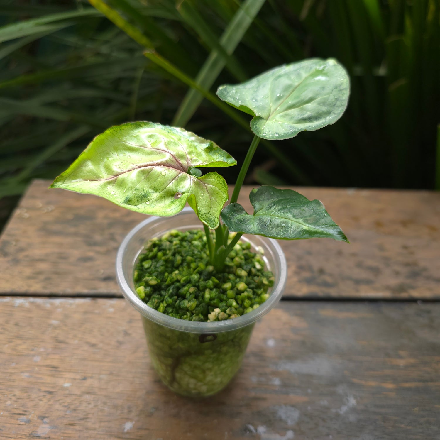 Rare Syngonium T24 established plant Non tc (B)