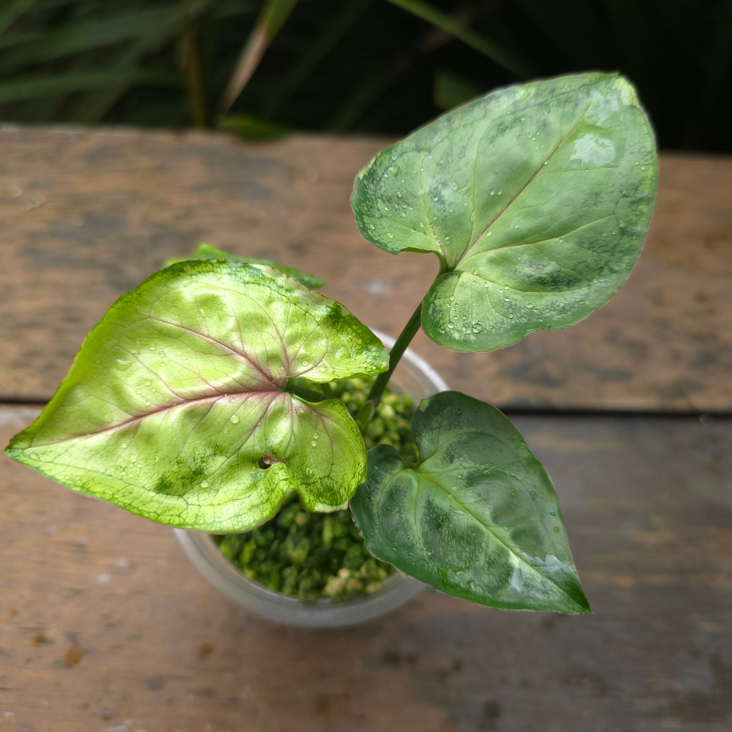 Rare Syngonium T24 established plant Non tc (B)