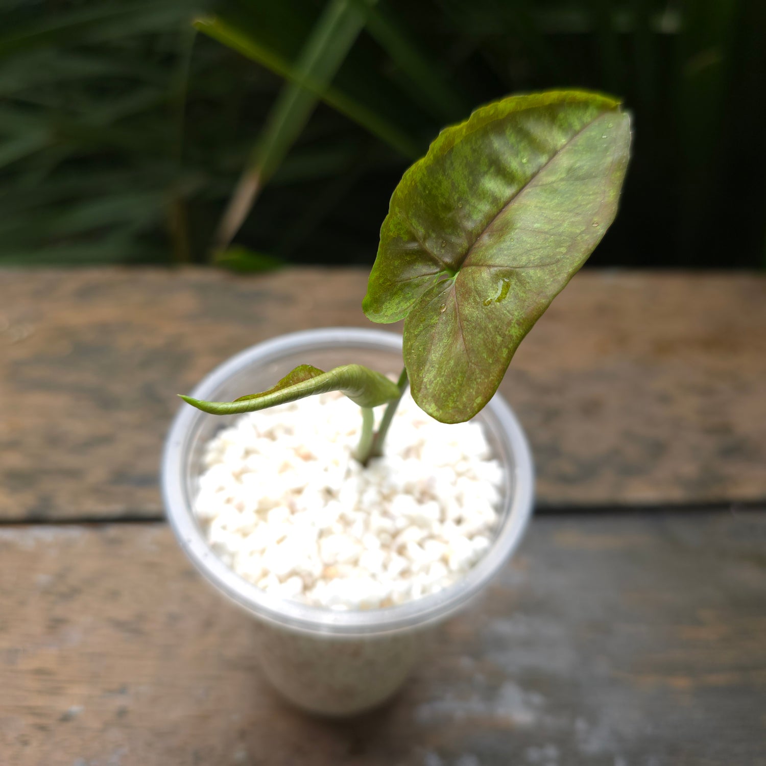 Rare Syngonium Matcha Sprinkle established plant (C) non tc