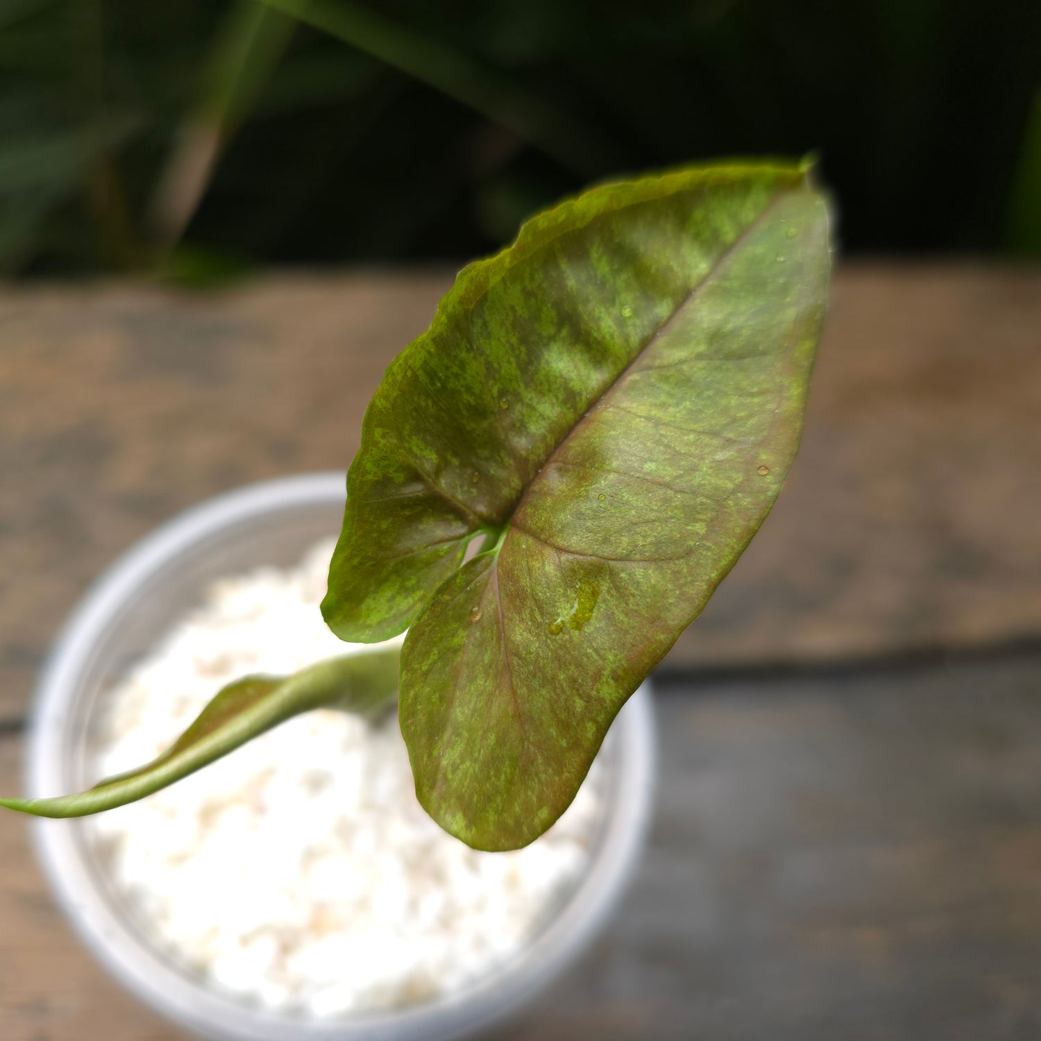 Rare Syngonium Matcha Sprinkle established plant (C) non tc