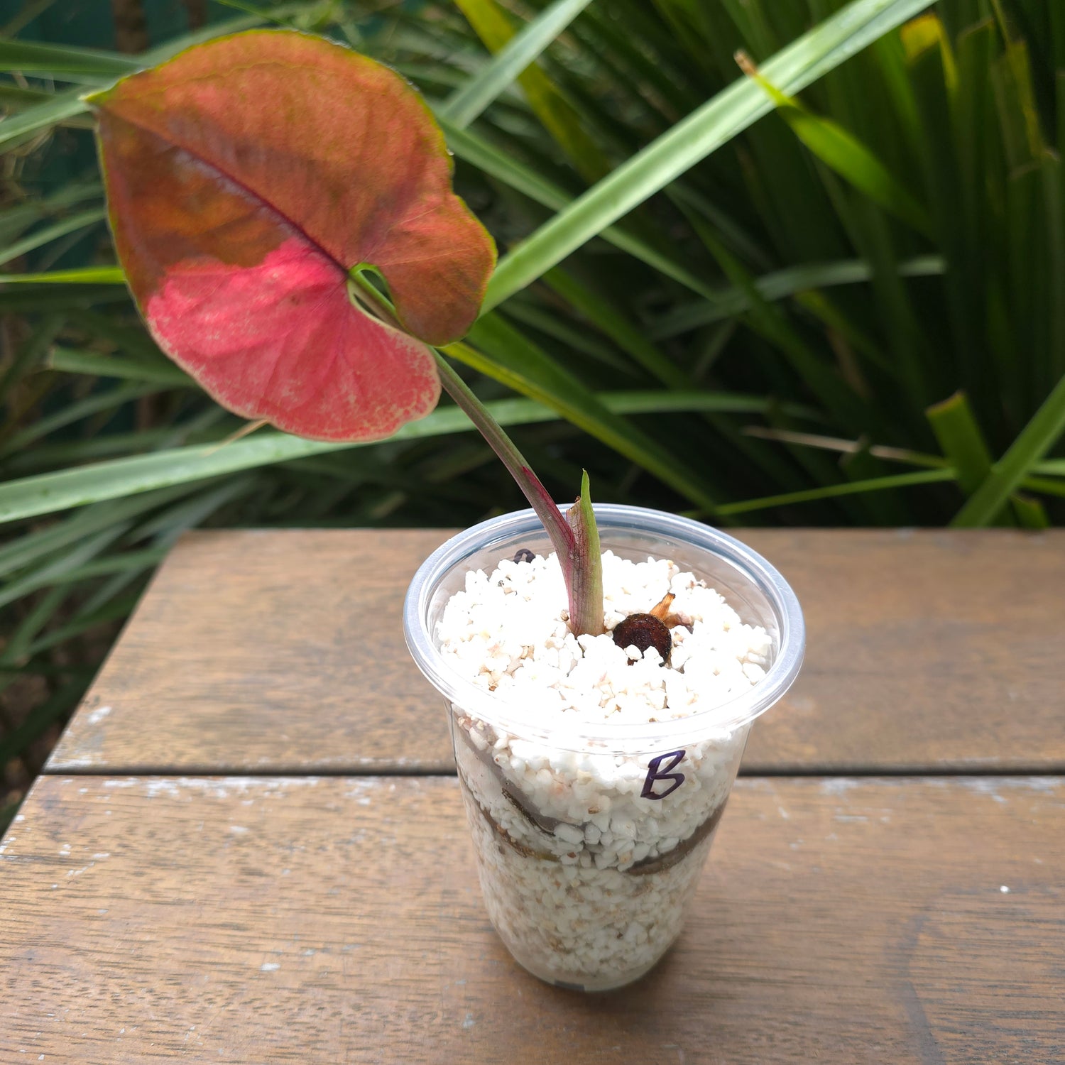 Rare Syngonium Strawberry Ice established plant non tc (B)