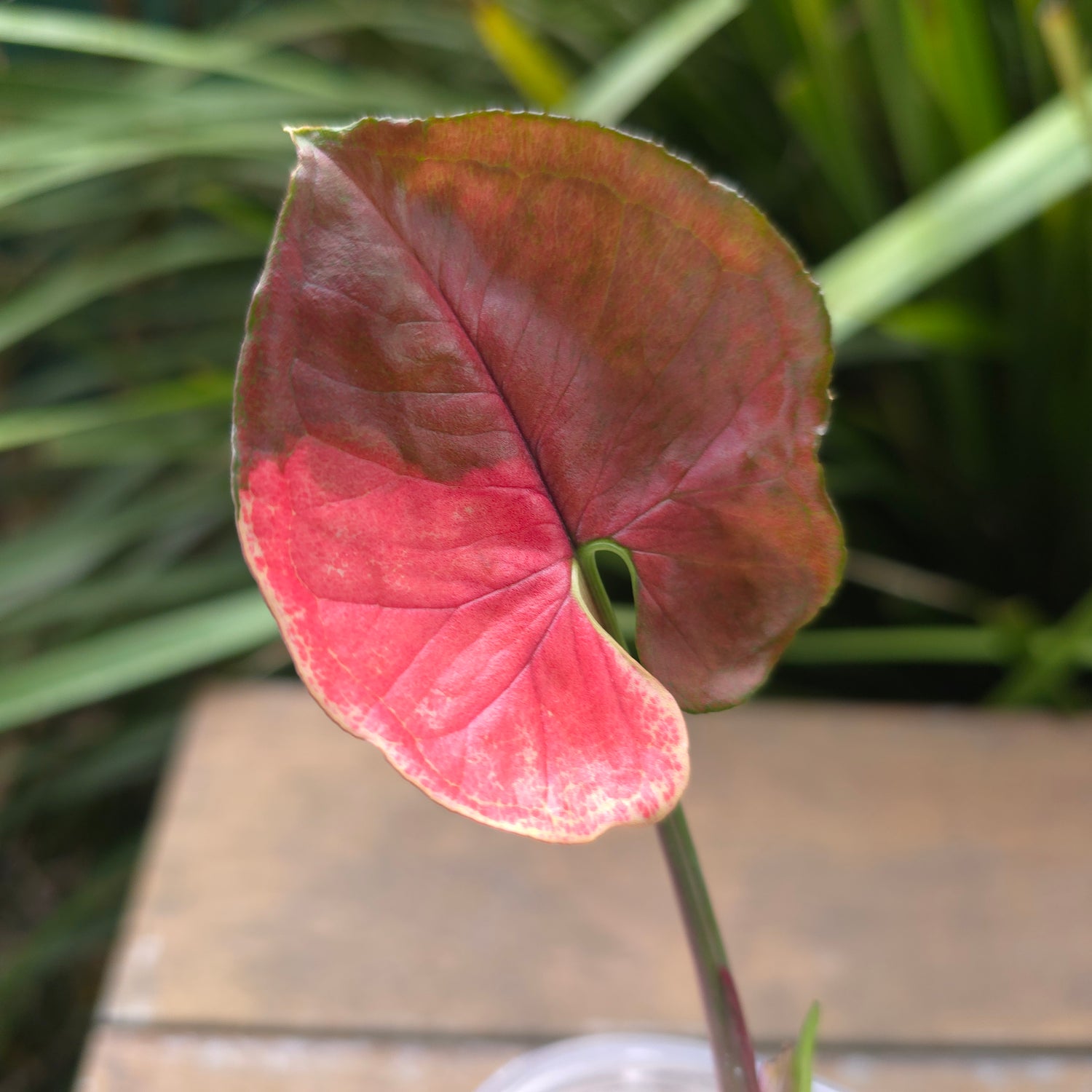 Rare Syngonium Strawberry Ice established plant non tc (B)