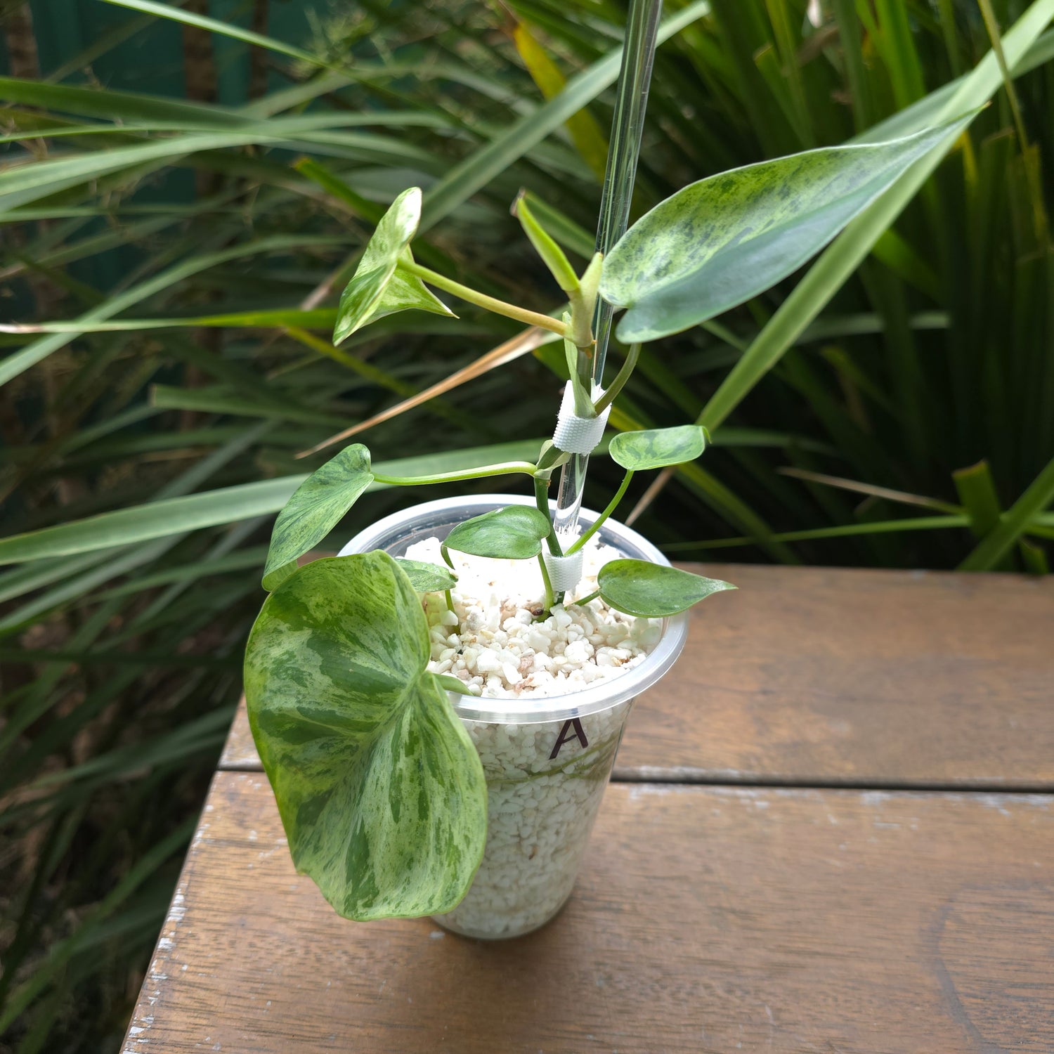 Rare Philodendron Heartleaf variegated established plant (A) non tc