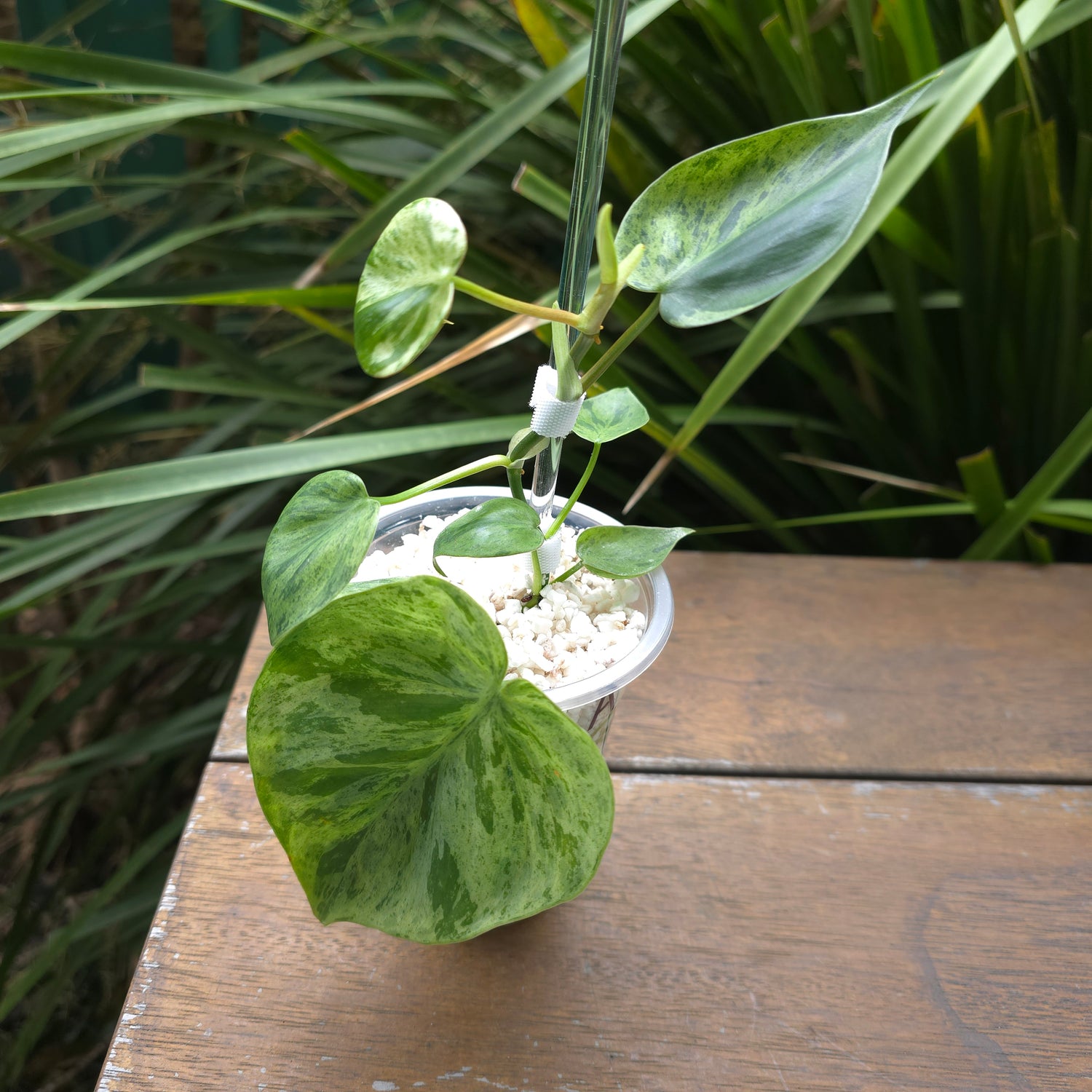 Rare Philodendron Heartleaf variegated established plant (A) non tc