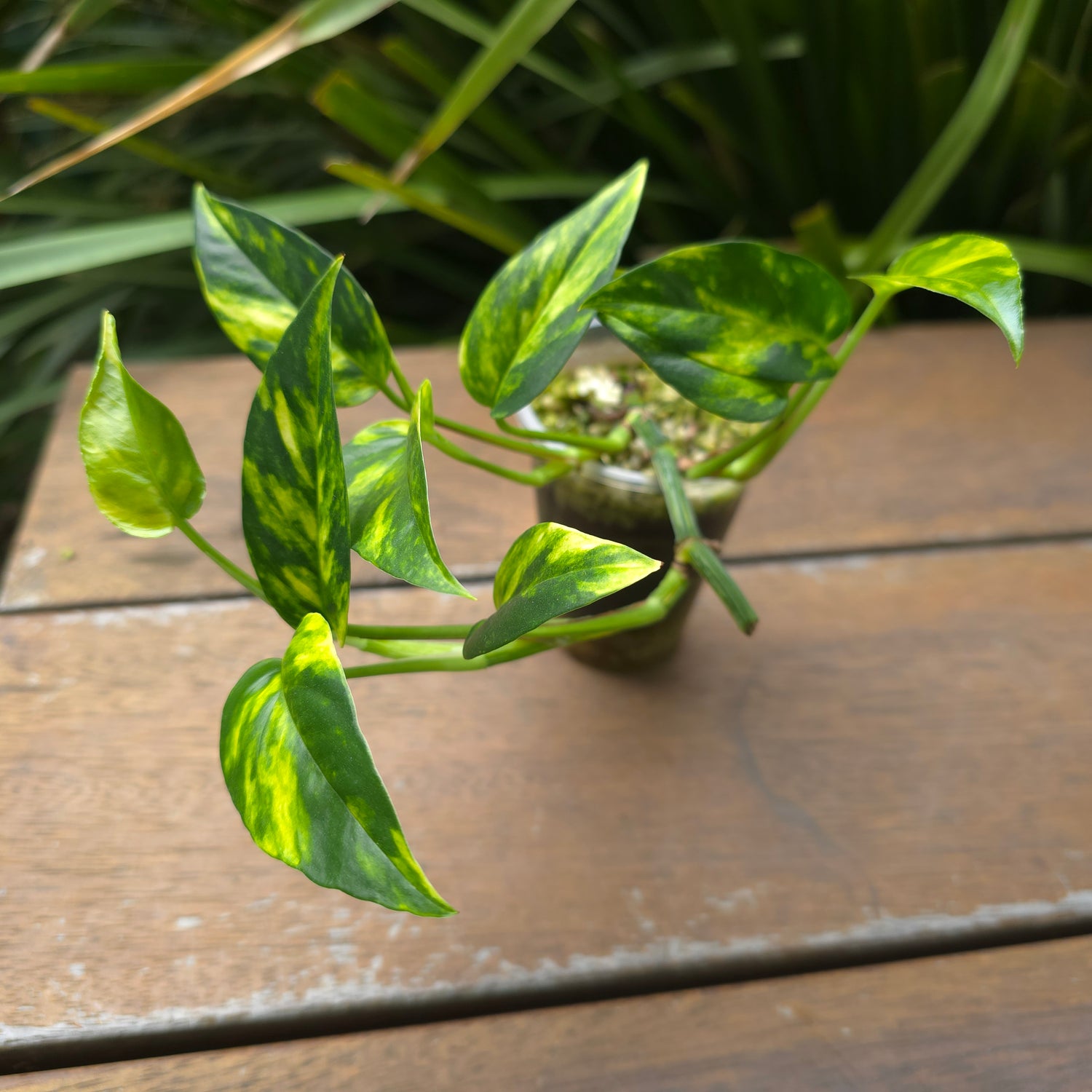 Rare Epipremnum Pinnatum Aurea variegated established plant triple headed (C)non tc