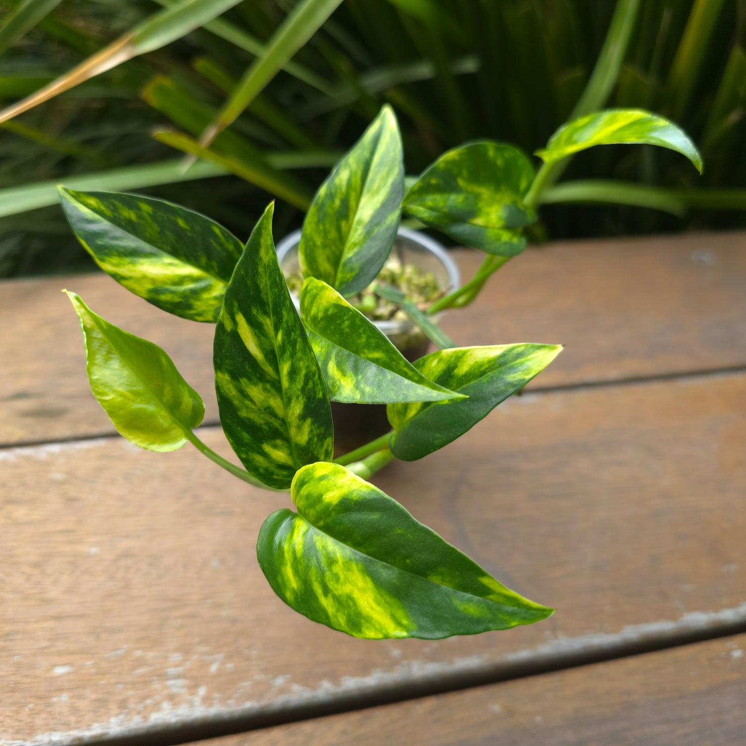 Rare Epipremnum Pinnatum Aurea variegated established plant triple headed (C)non tc