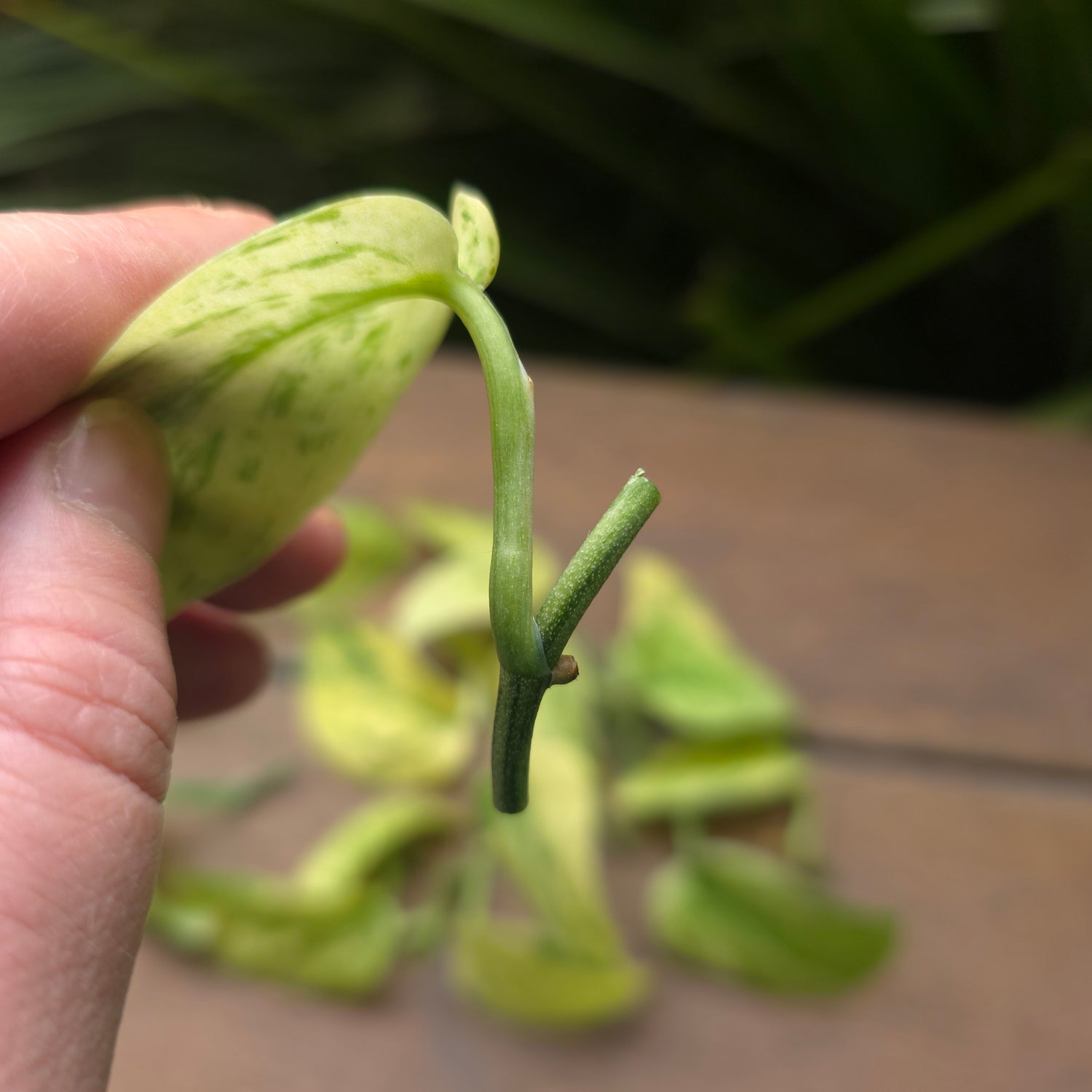 Rare Scindapsus Jade Satin white Mint Variegated UNROOTED cuttings,7 avail,randomly selected