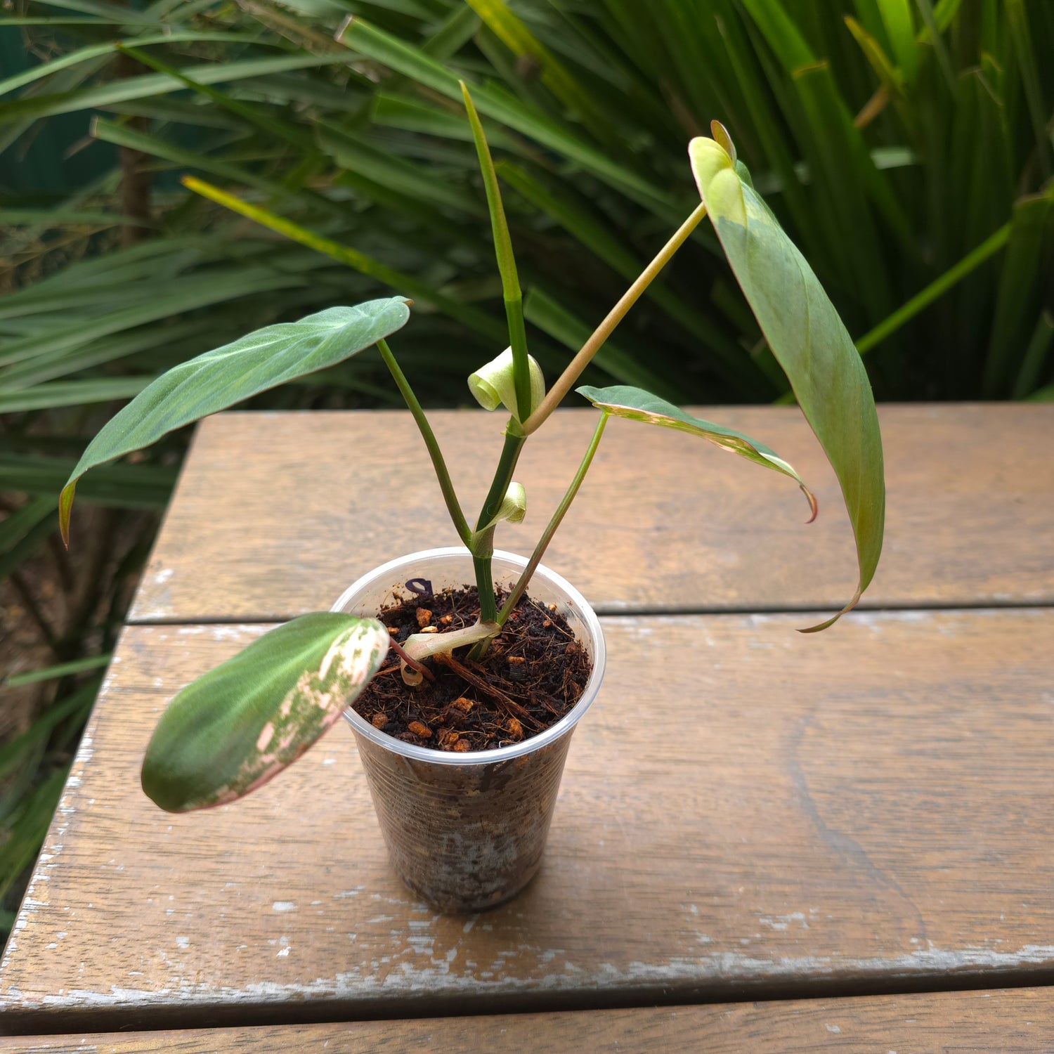 Rare Philodendron Micans Variegated established plant non tc (B)