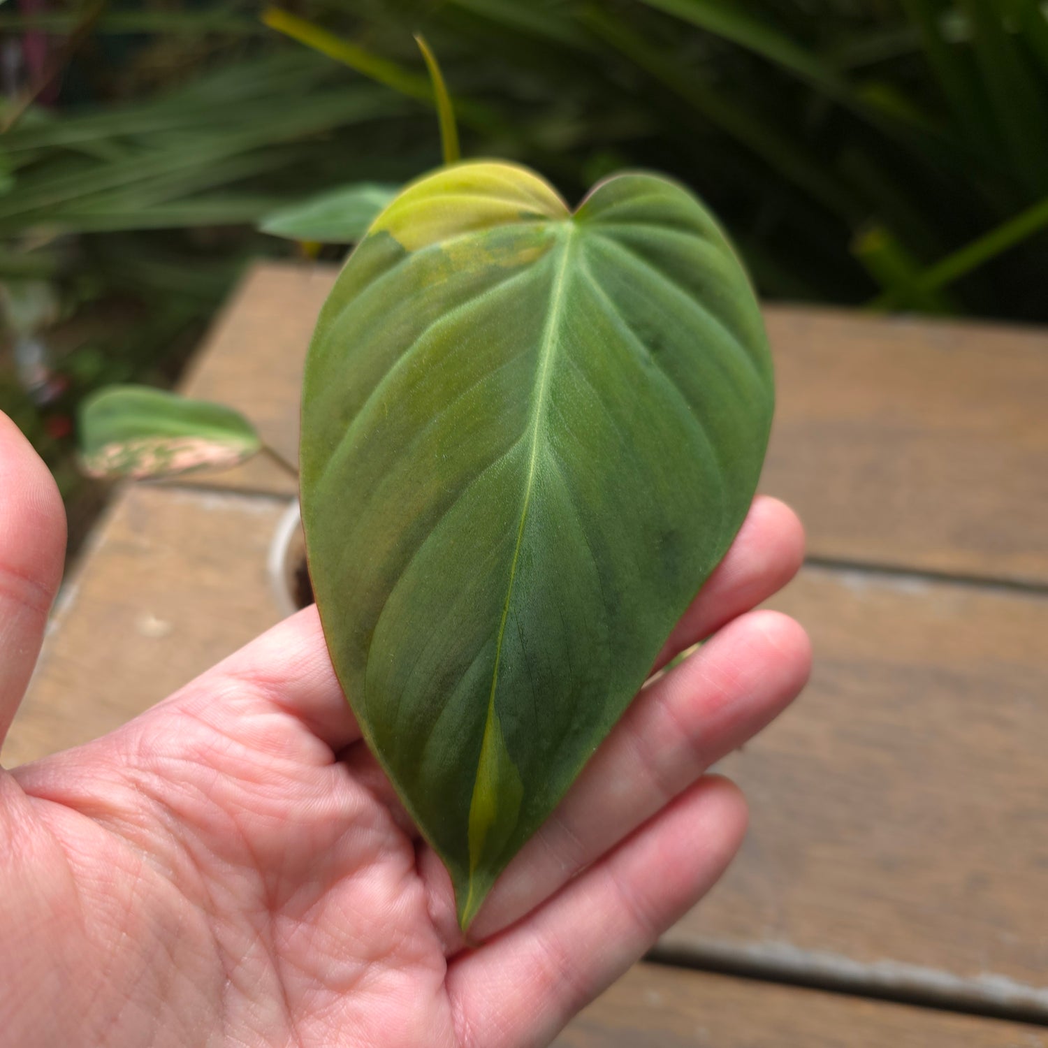 Rare Philodendron Micans Variegated established plant non tc (B)