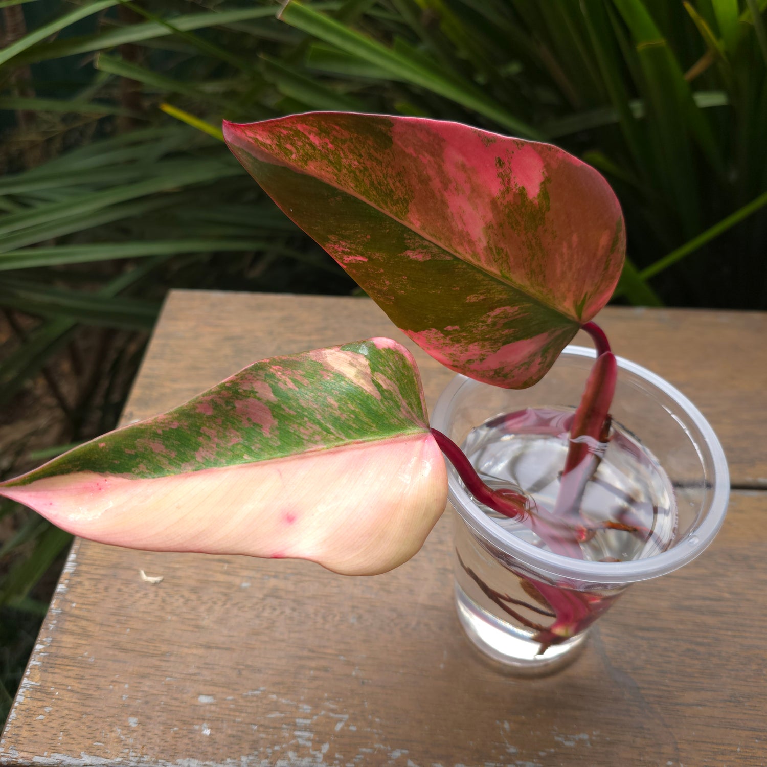 🌿2 Avail🌿 Rare Philodendron Strawberry Shake semi rooted cuttings - Non TC