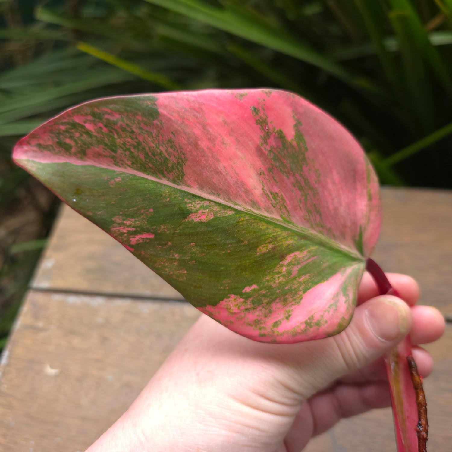 🌿2 Avail🌿 Rare Philodendron Strawberry Shake semi rooted cuttings - Non TC