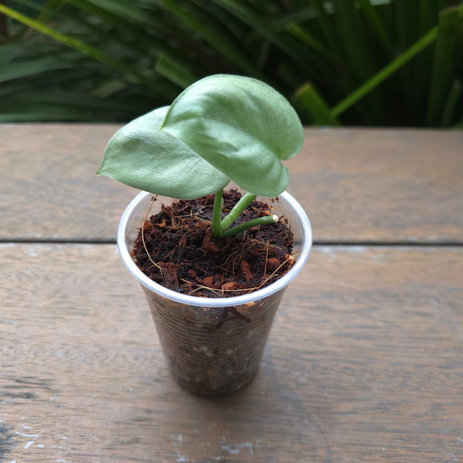 Rare Scindapsus Silverhero/platnium established plants A & B non tc