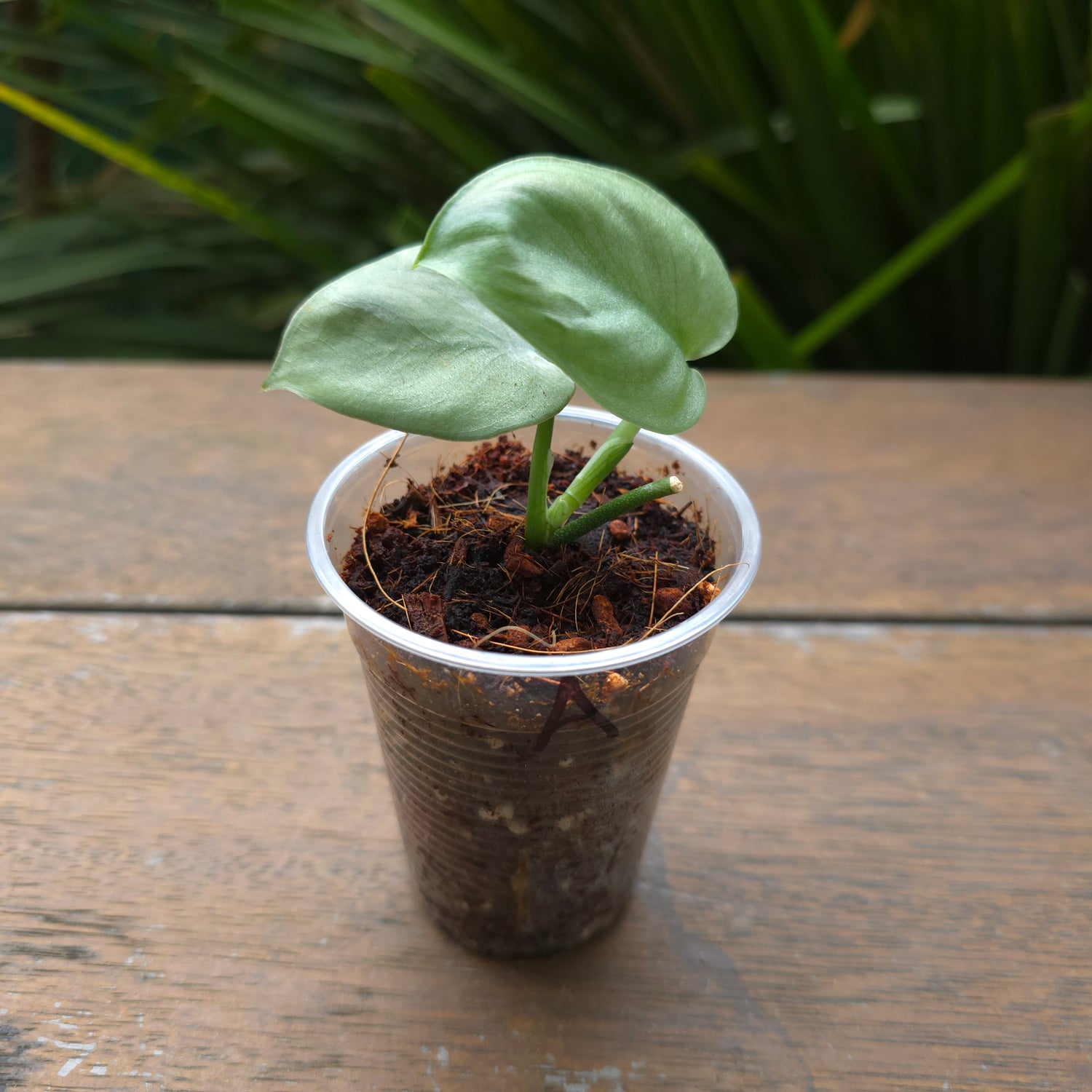 Rare Scindapsus Silverhero/platnium established plants A & B non tc