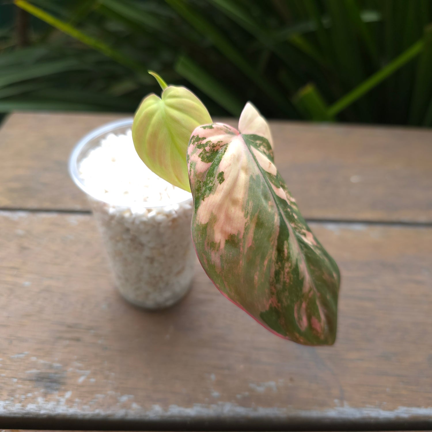 Rare Philodendron Micans variegated - REVERTED
