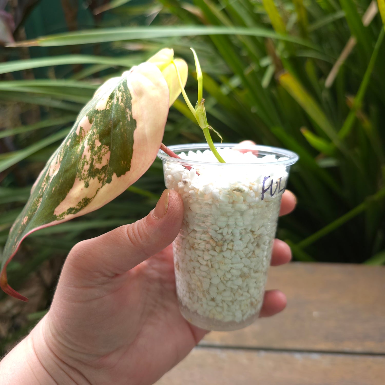 Rare Philodendron Micans variegated - REVERTED