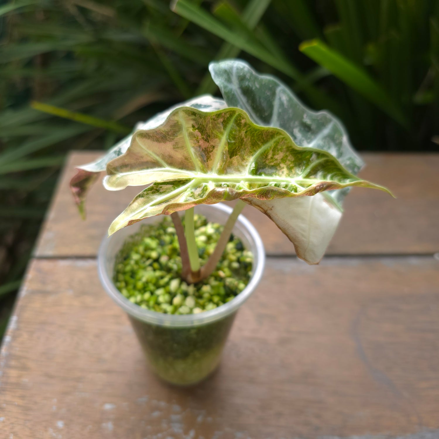 🌿Super Rare🌿 Alocasia Amazonica Variegated NON TC!