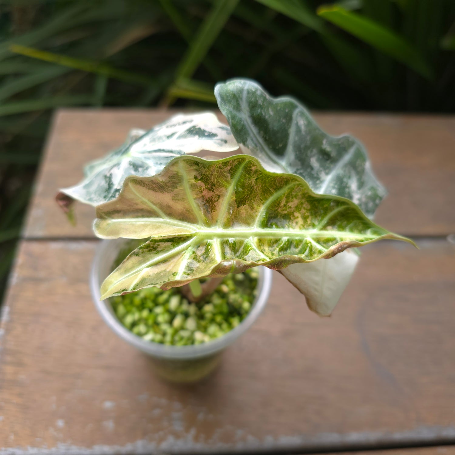 🌿Super Rare🌿 Alocasia Amazonica Variegated NON TC!